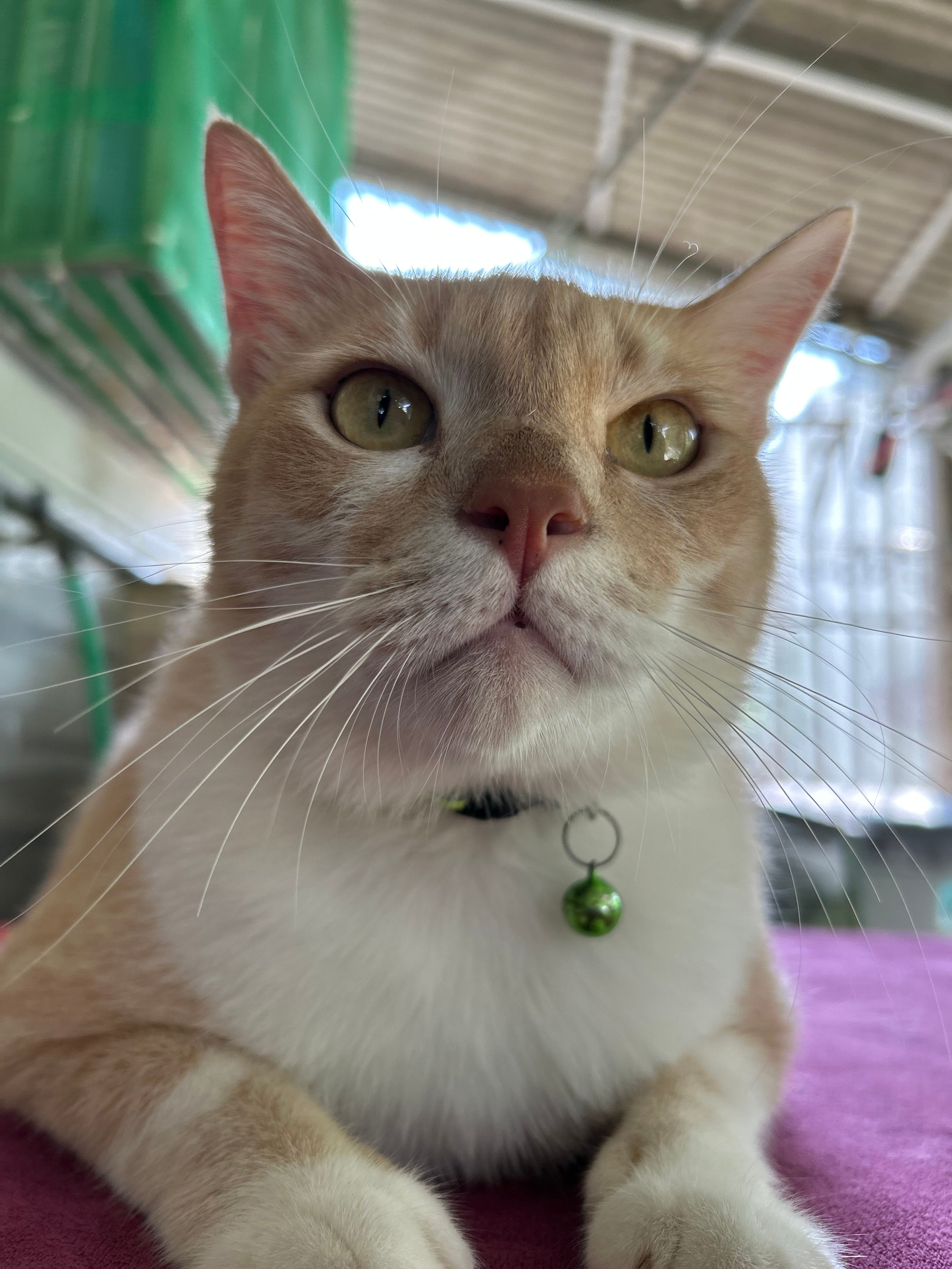 Winter - 48000, Rawang