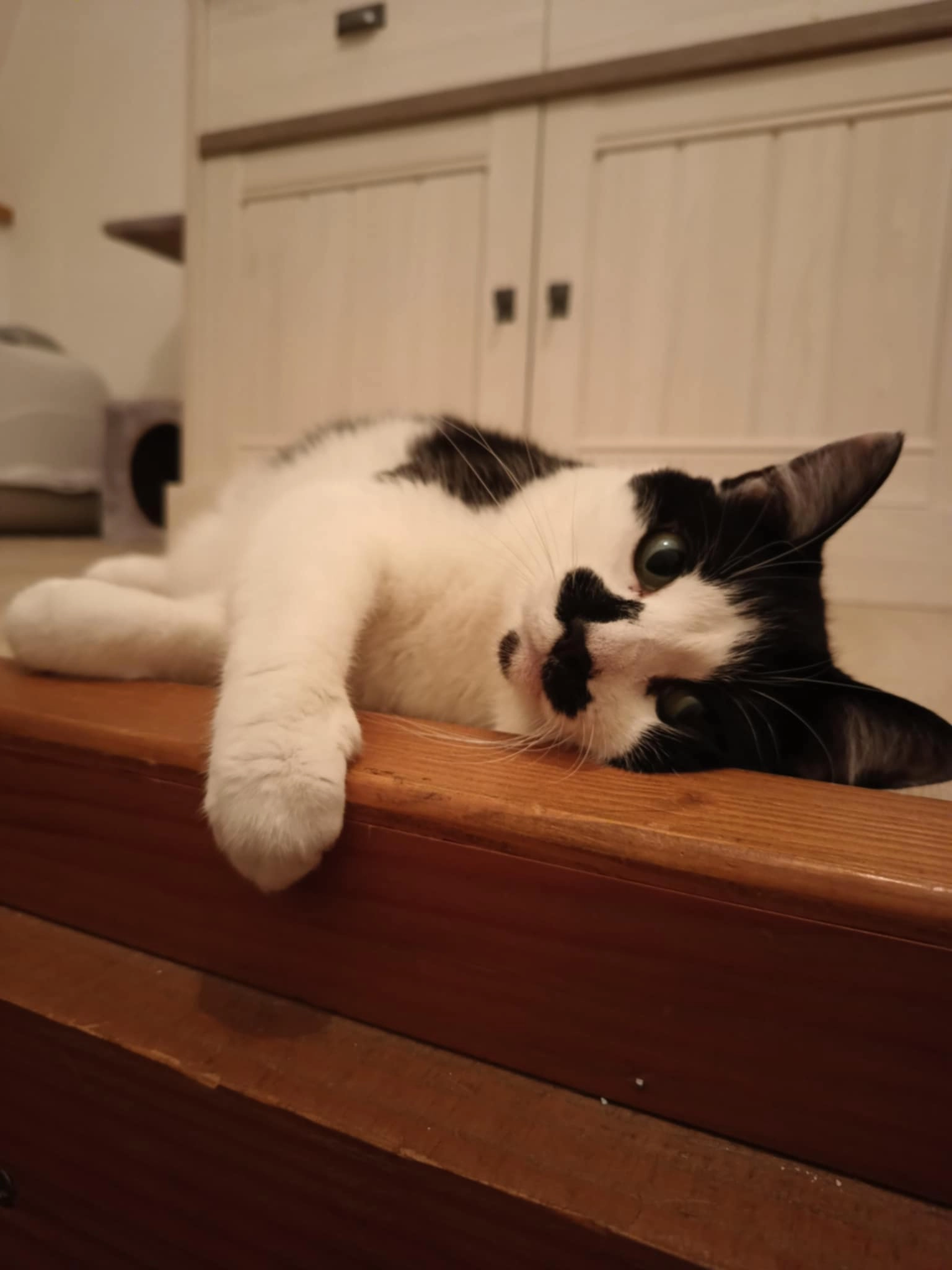 Mia - Wieltje 97, Ieper