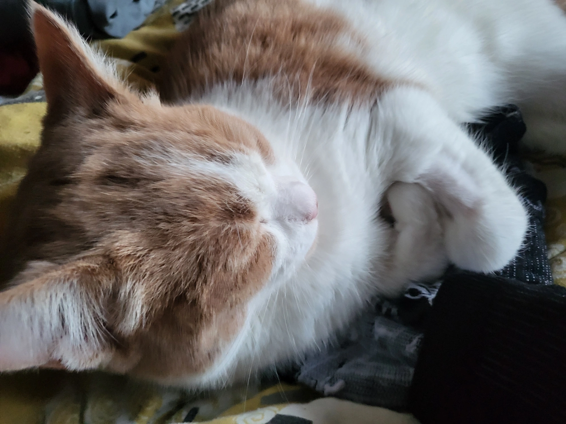 Ginger Phil - Glendale Drive, Chippenham