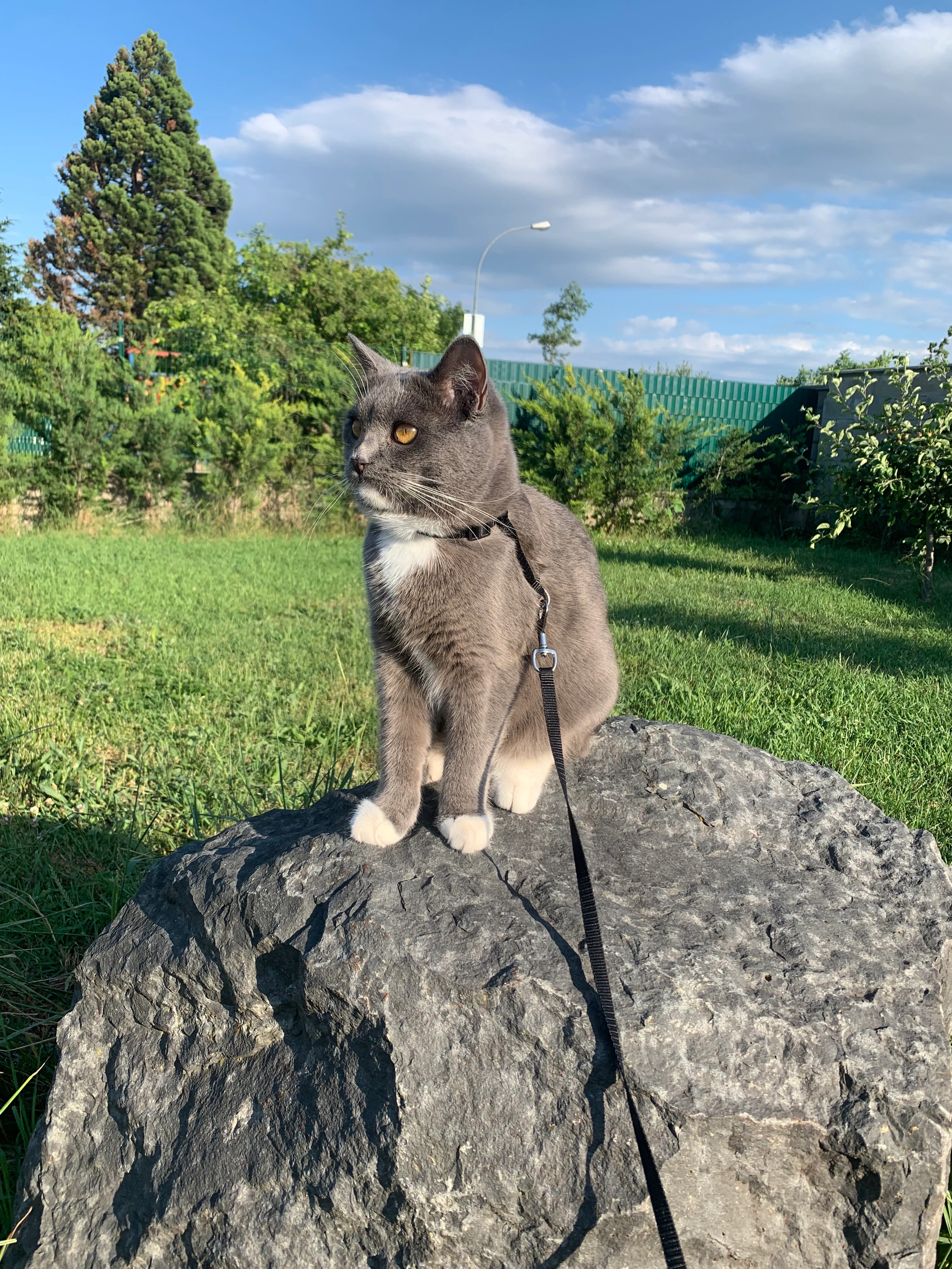 Romeo - Franz Theodor Csokor-Gasse, Wiener Neustadt