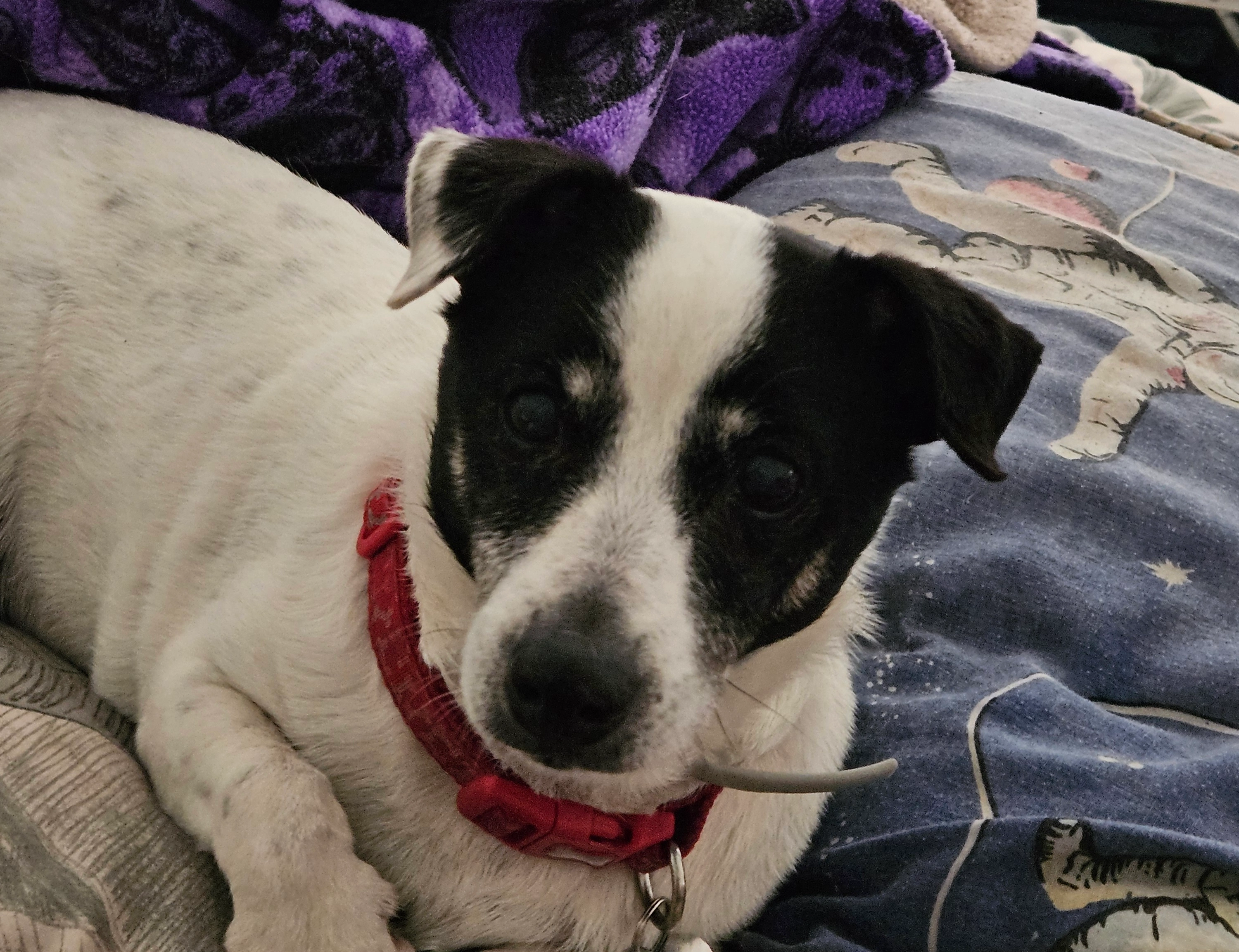 Minnie  - Baylers Bottom, High Wycombe