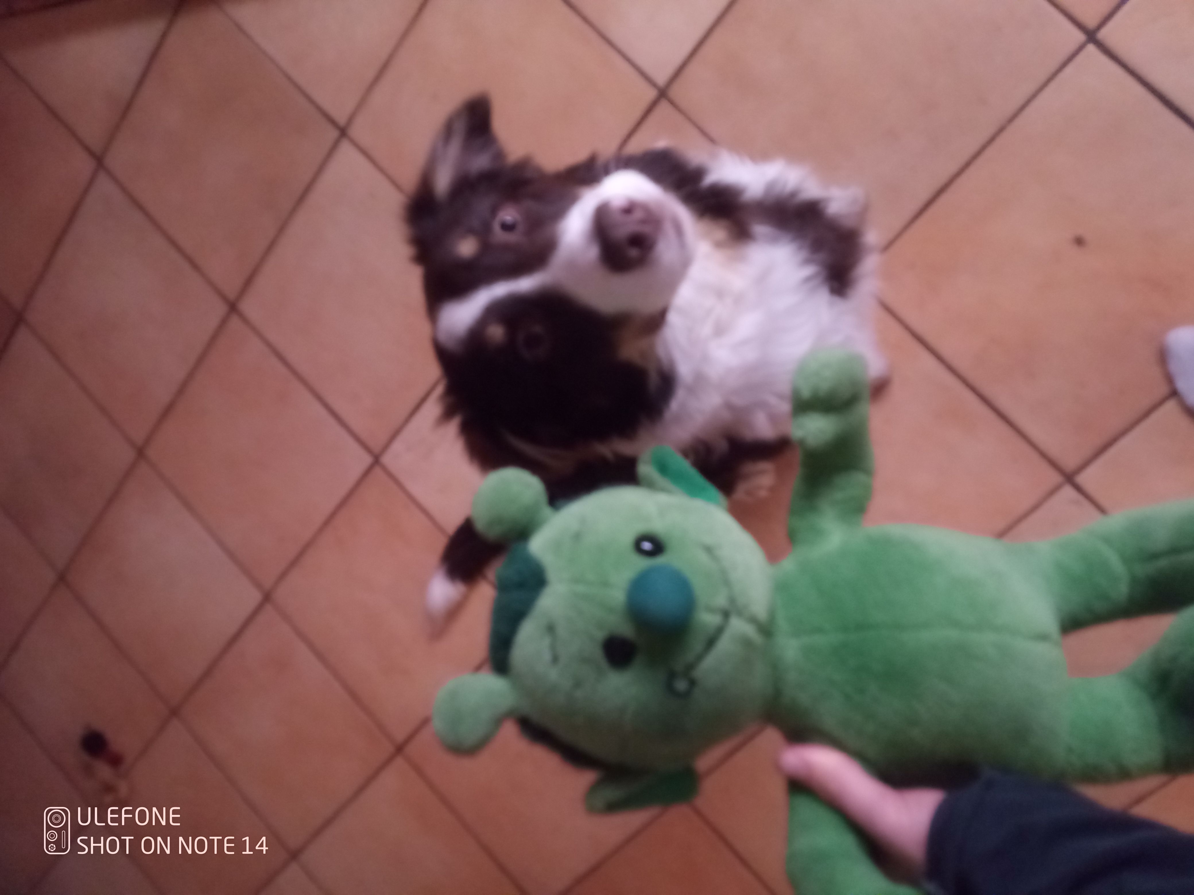 Buddy - Hammergrund, Steyr