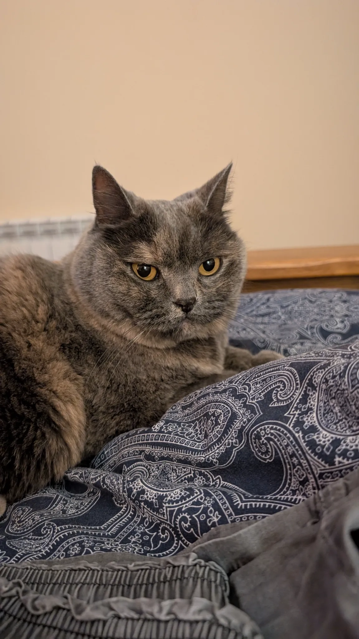 Cookie - Pembroke Close, Taunton