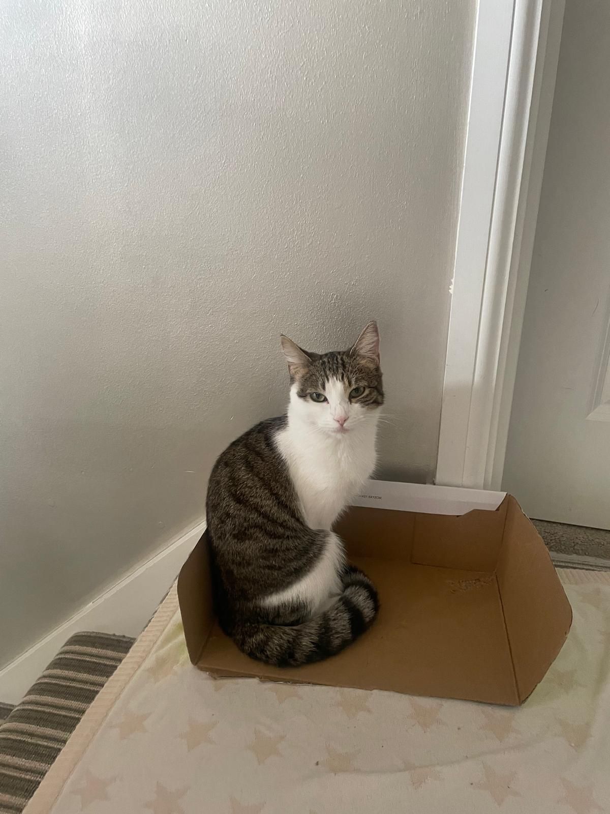 Cookie - Garthdee Farm Lane, Scotland