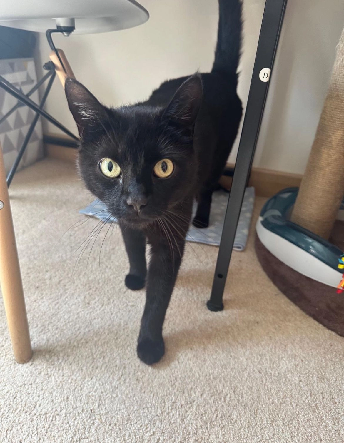 Timo - Rothley Chase, Haywards Heath