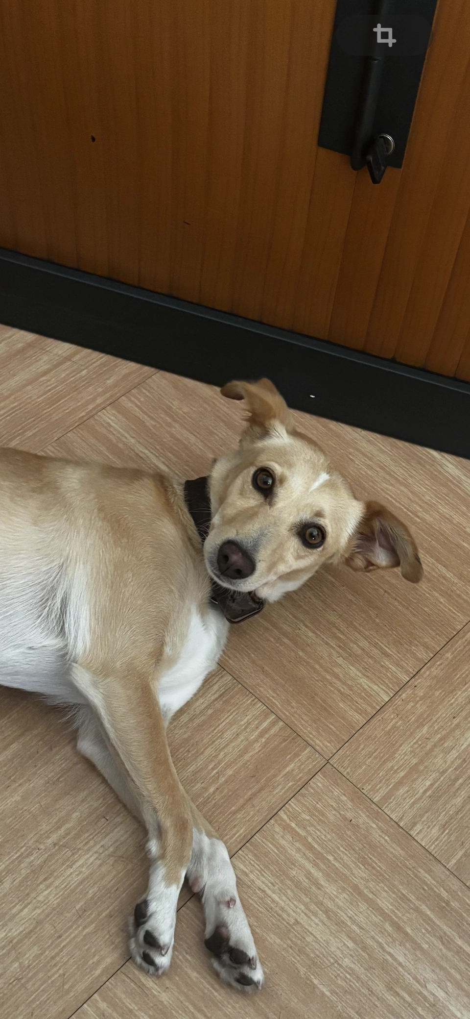 LAIKA - 6 Avenue du Parc, Argenteuil