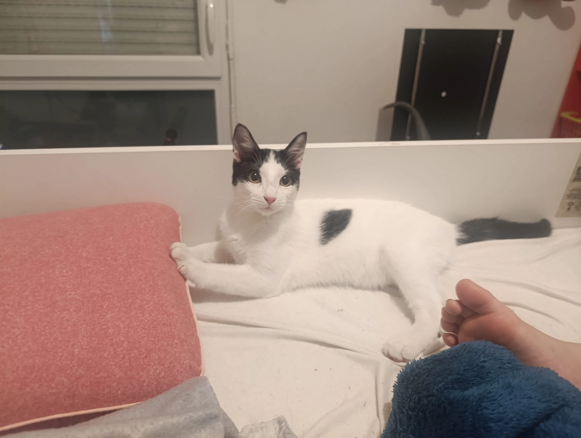 Neige - Avenue De La Méditerranée, Baho