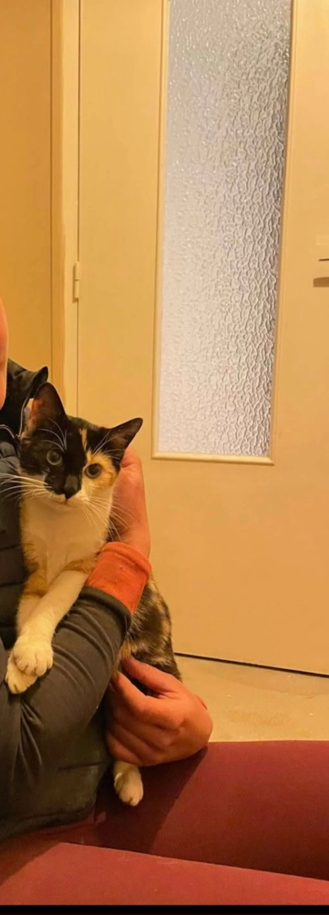 Virgule  - Rue Julien Maunoir, Saint-Georges-de-Reintembault