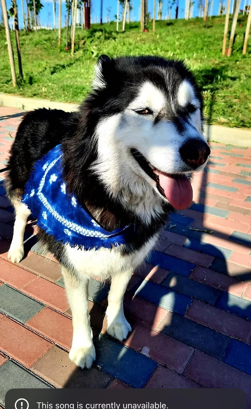 Misha - Strada Depozitului, Bucharest