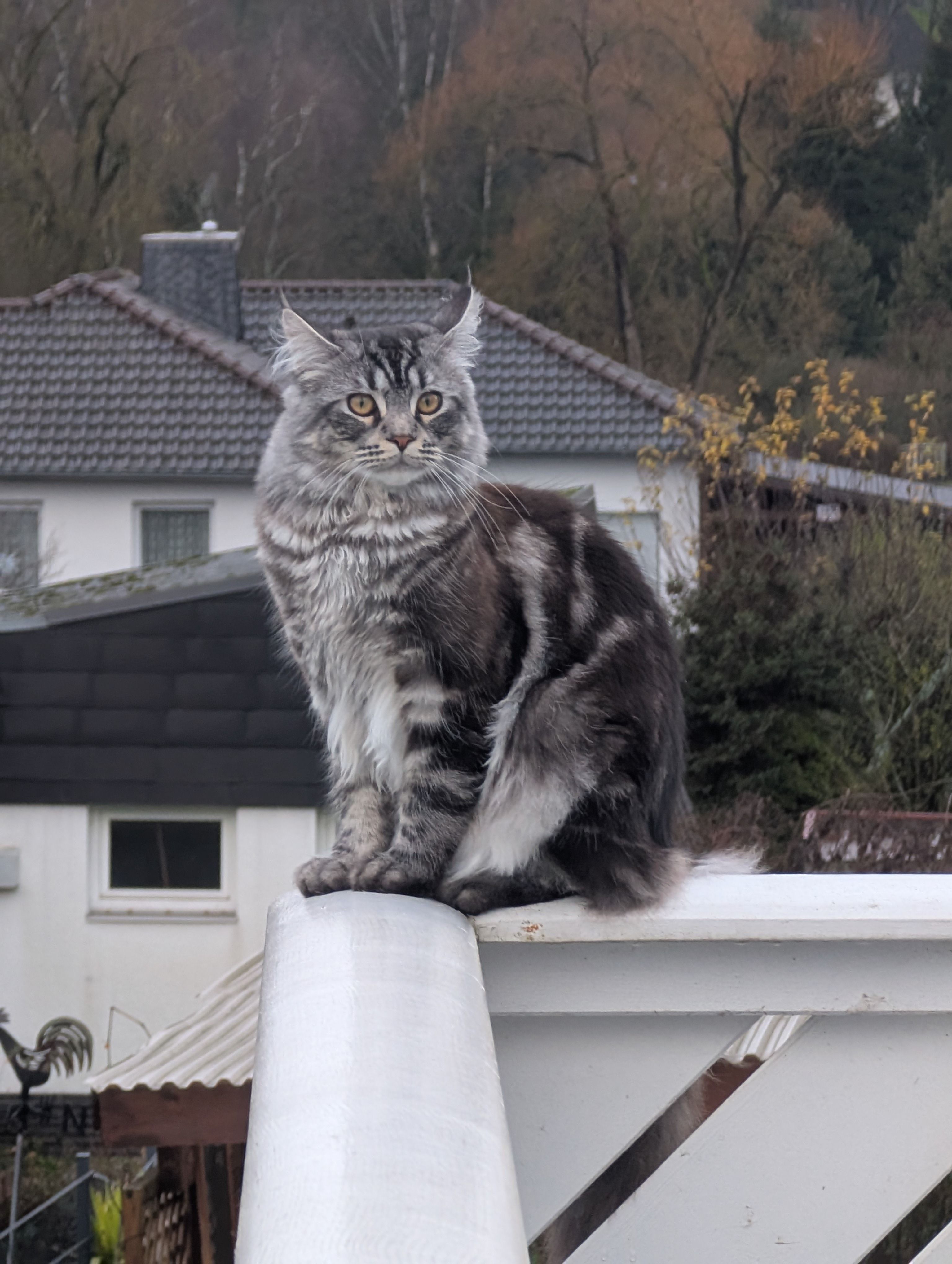 Felix  - Leistweg, Schwalmstadt