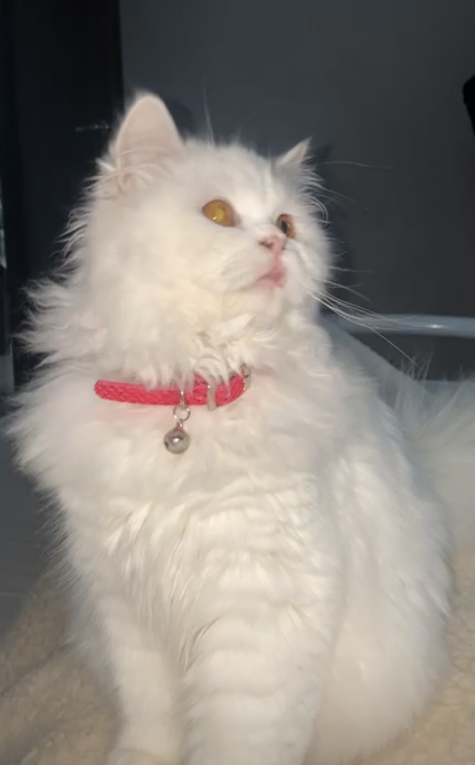 Minette  - Strada Hațeg, Arad