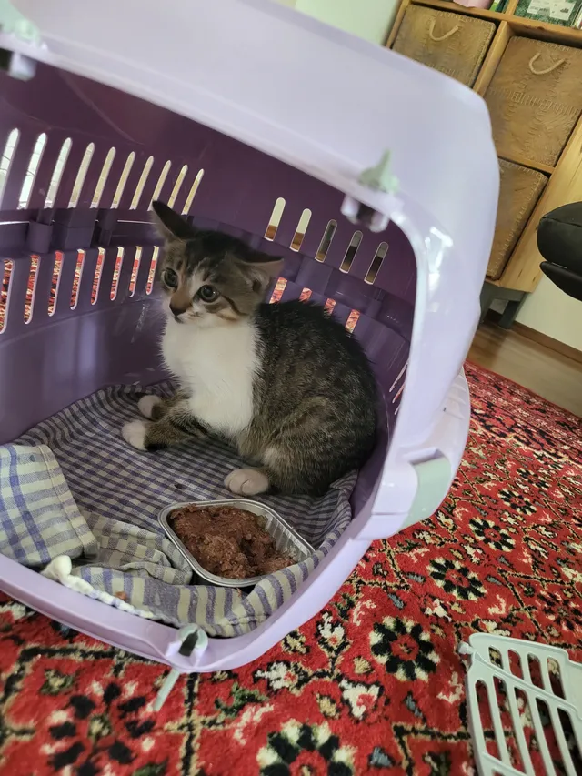 Sie ist ein Katter . 2 Monate Alt - Juliaweg, Klagenfurt am Wörthersee