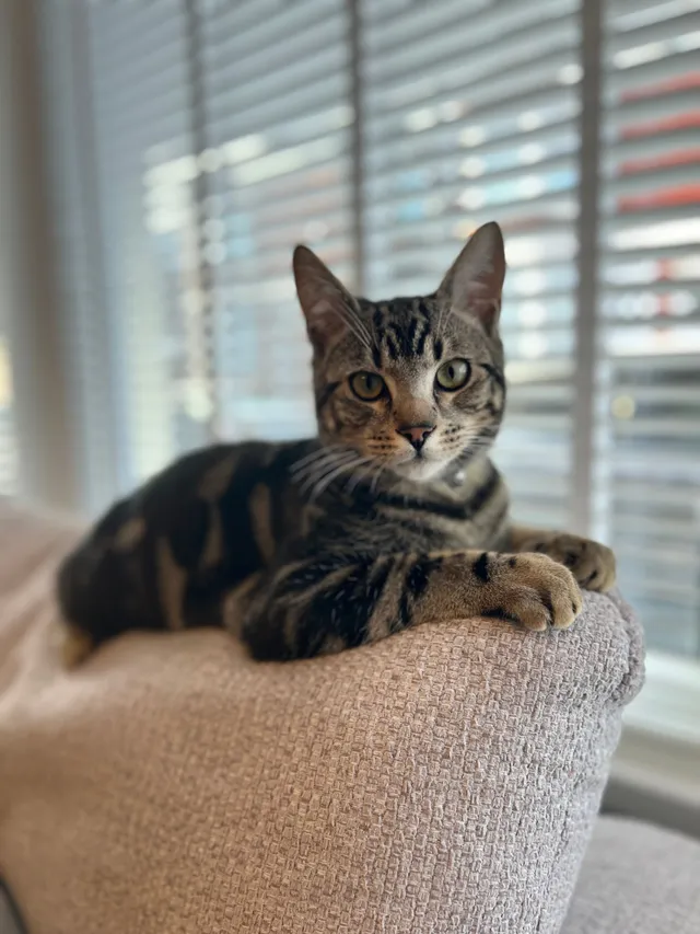 Leo - Linwood Road, Birkenhead