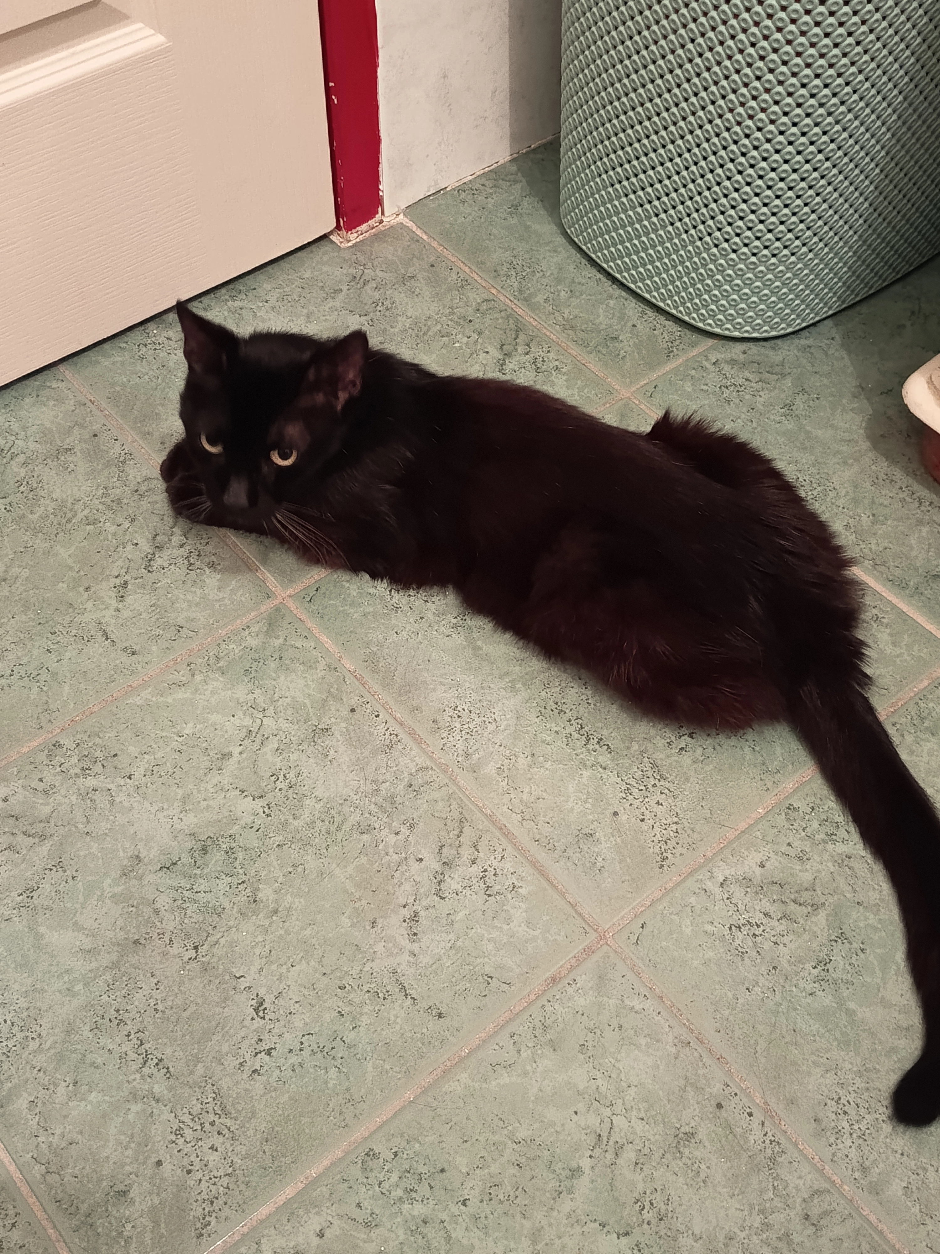 Blacky  - 20 Place Colonel Berrurier, Tarascon