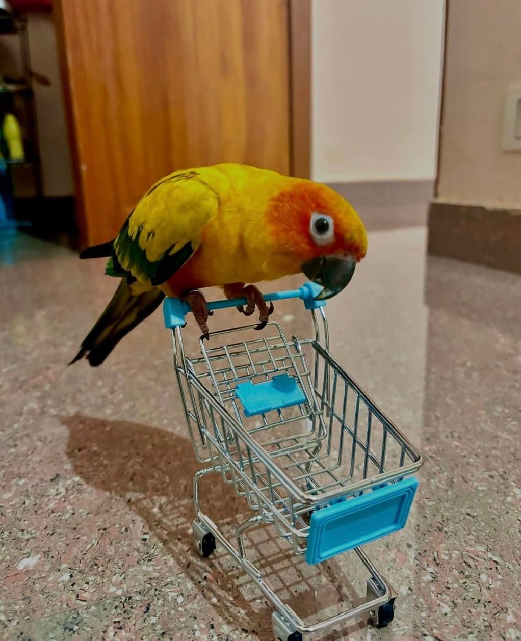 Sugar  - Amrutahalli Main Road, Bengaluru