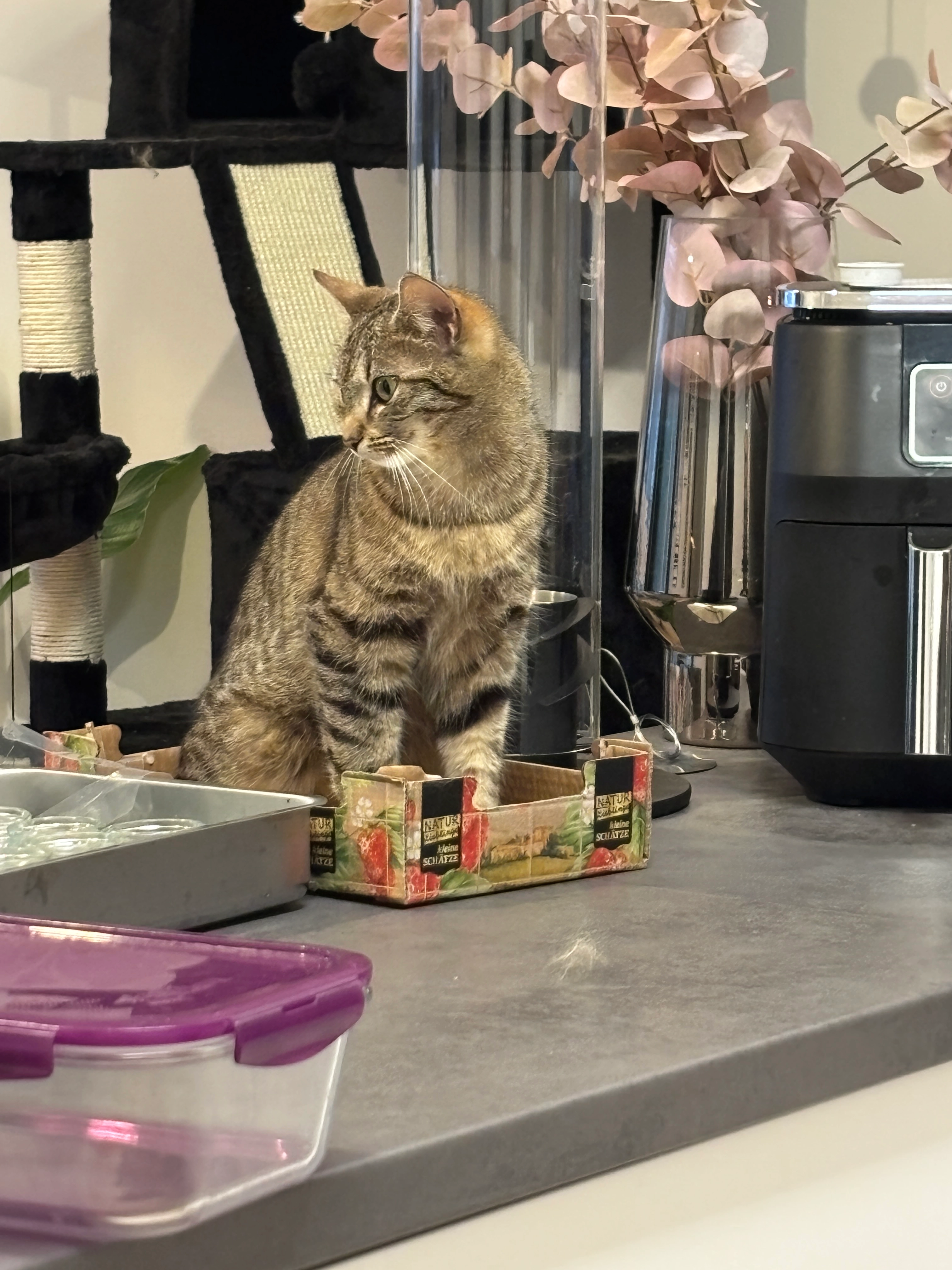 Mila - Hahnenkammstraße, Treuchtlingen