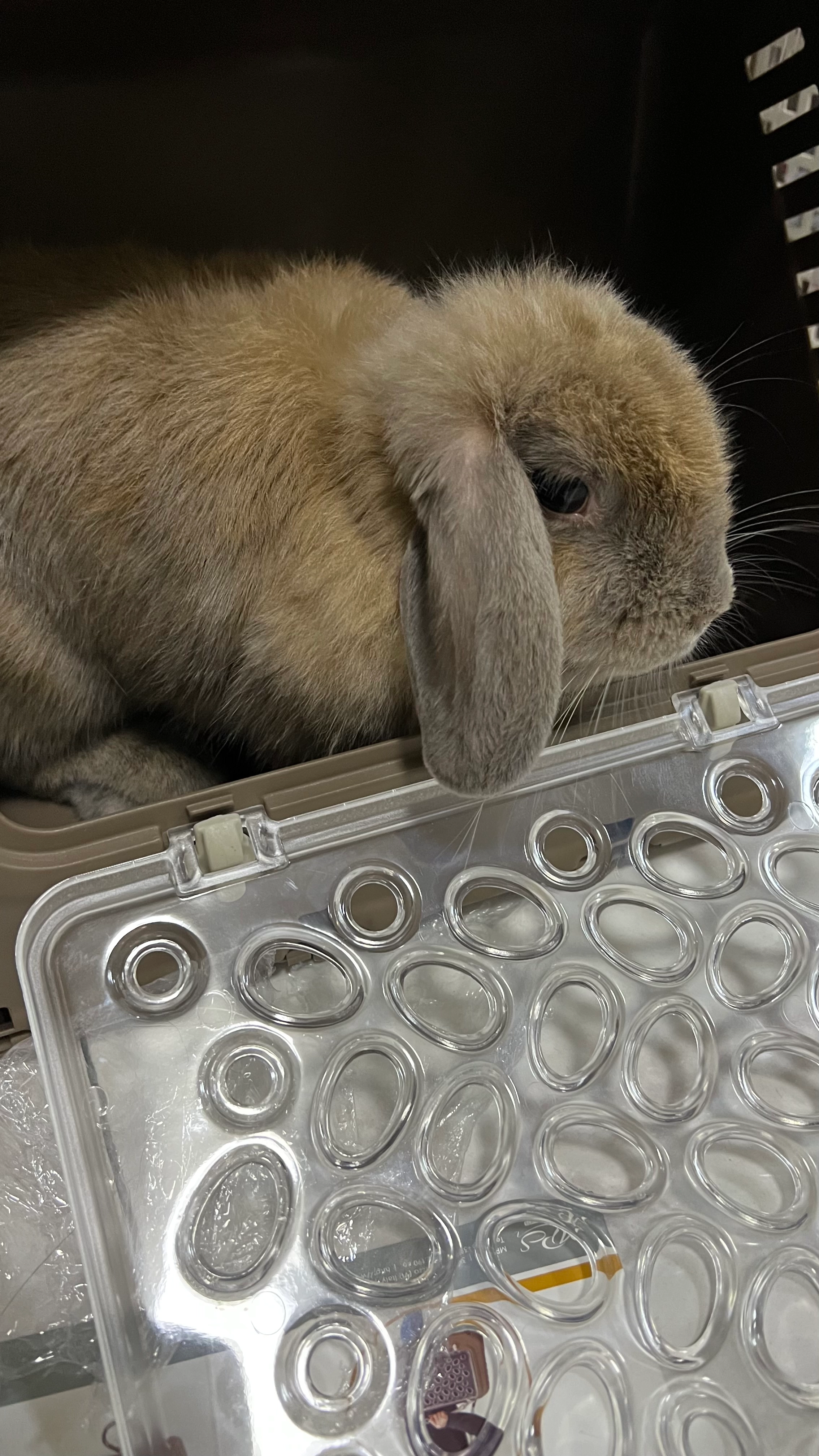 Lola - 81200, Johor Bahru