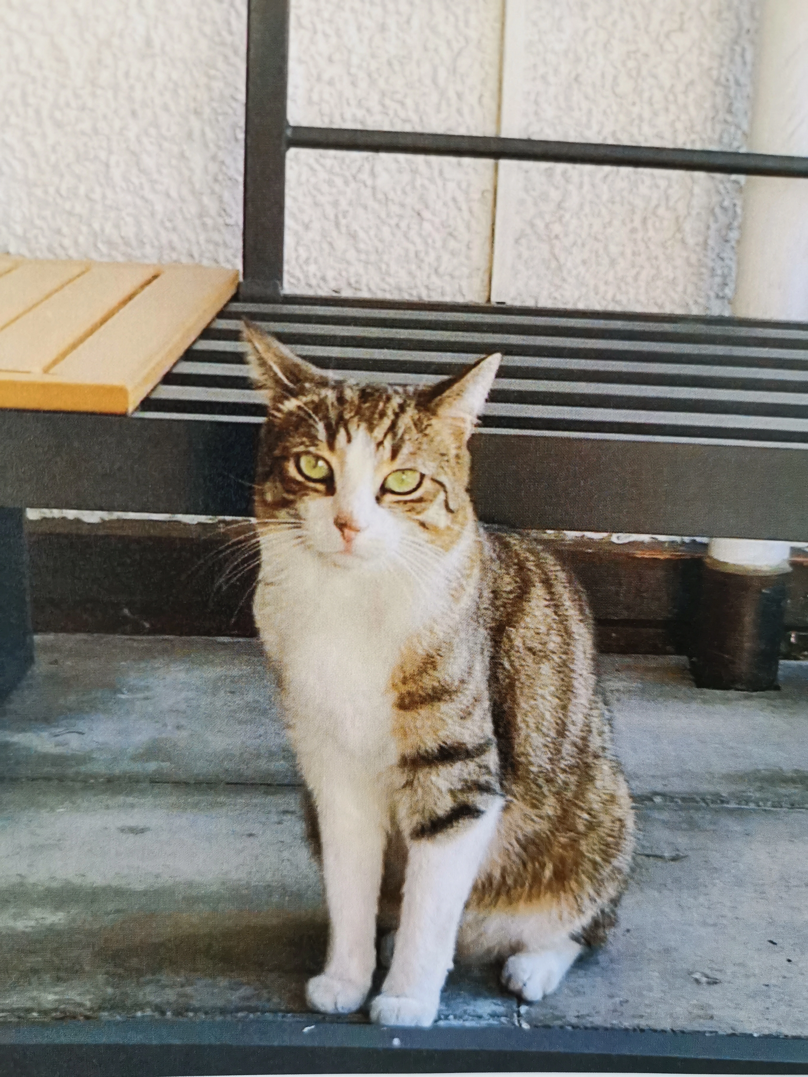 Minka "Minkeli" - Hofmattstrasse, Gossau