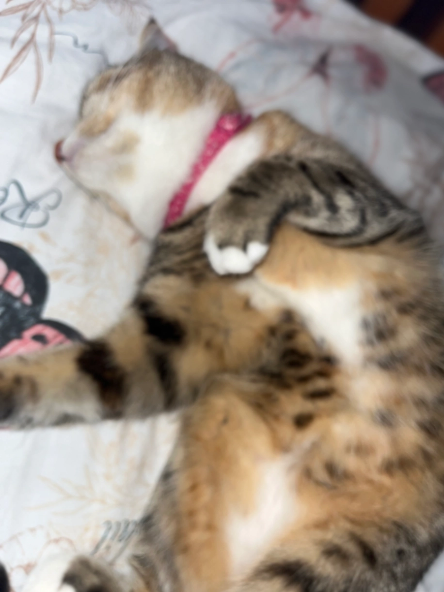 Daisy - Gortboy, Newcastle West