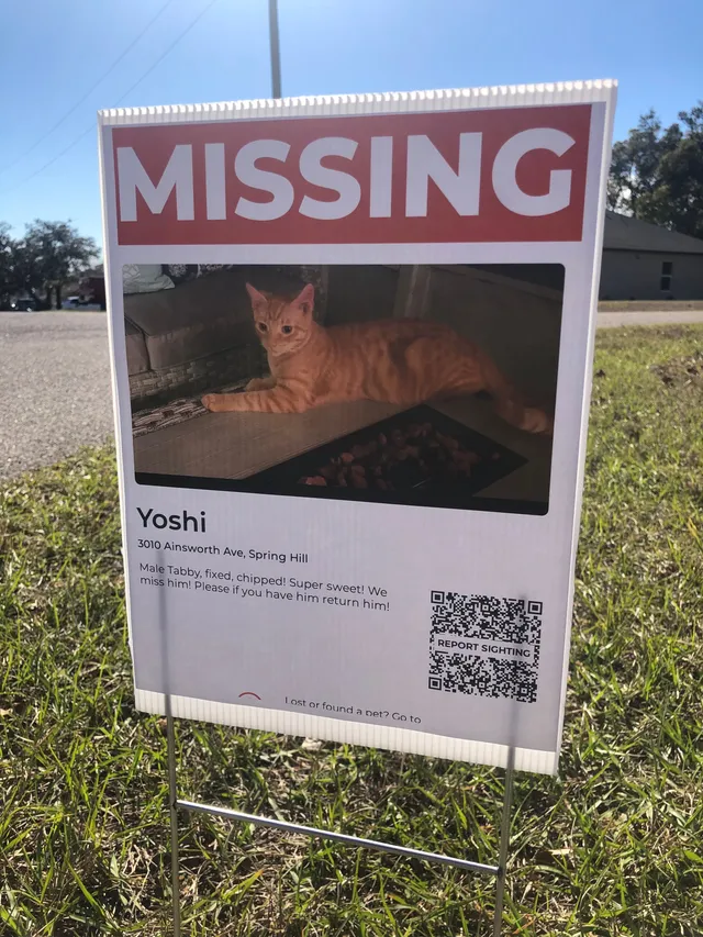 i’m not missing a pet, i found - Drysdale Street, Spring Hill