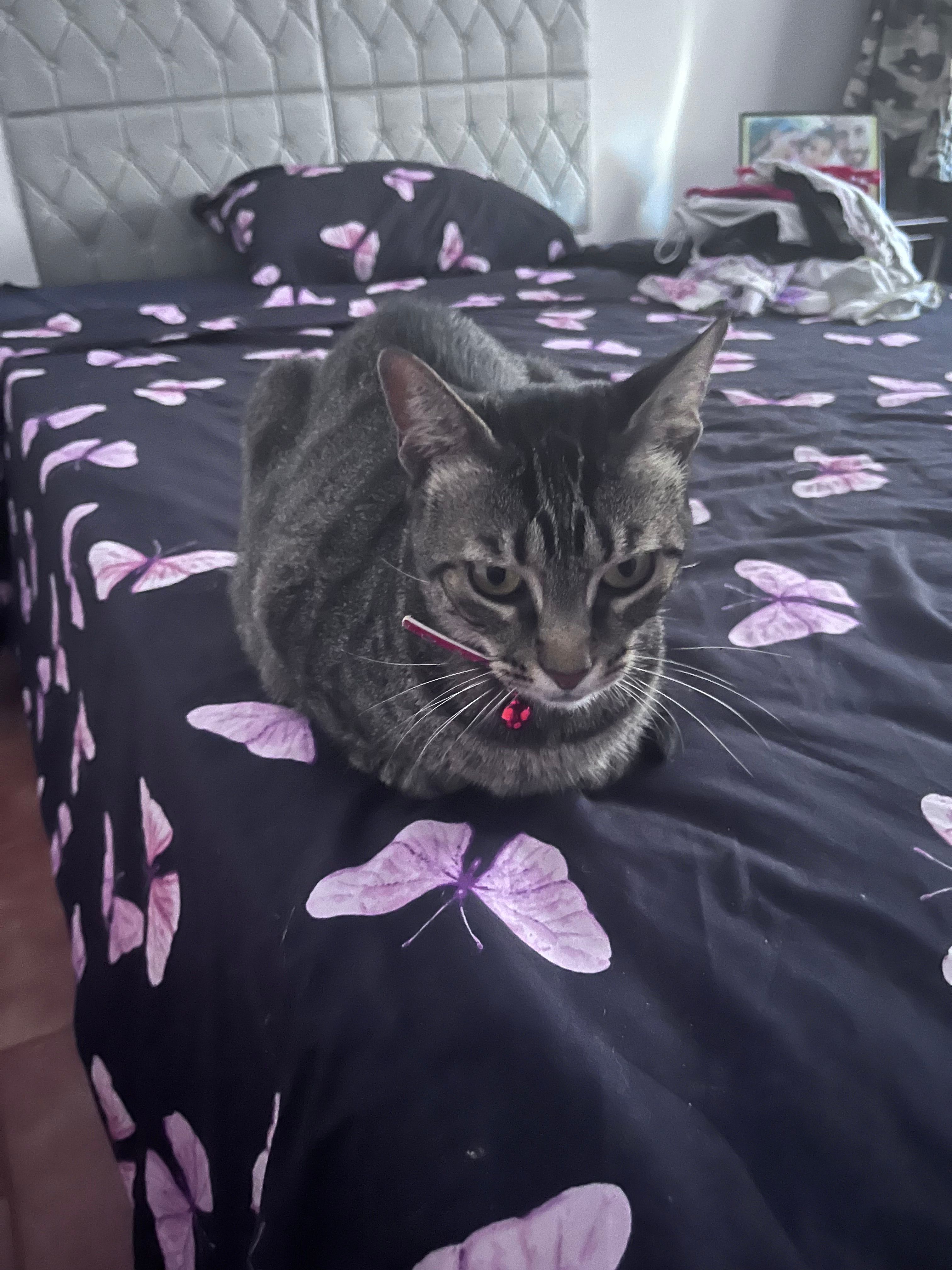 Moon - Av Nsa Sra Do Castelo, Coruche