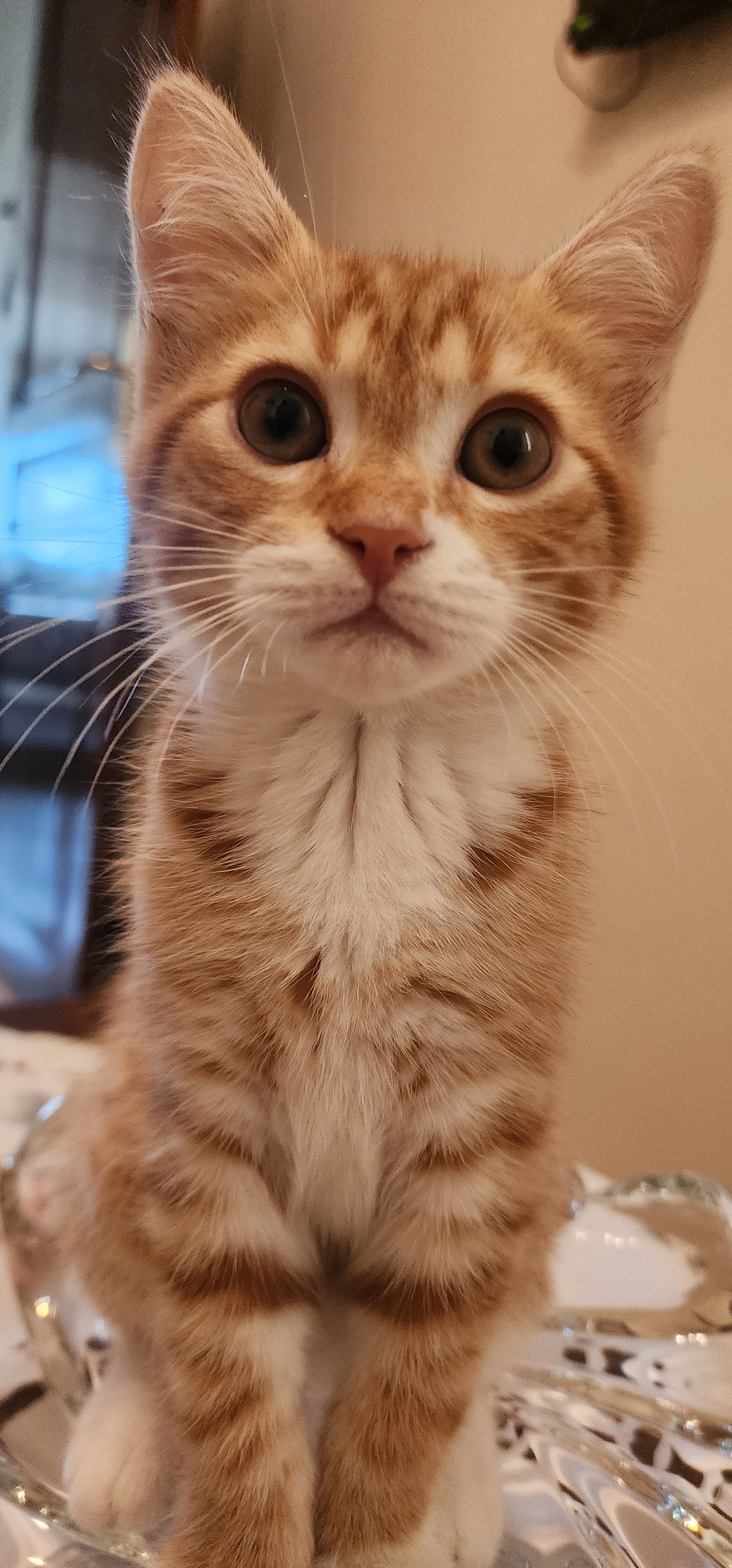 Prince - 16, Algiers