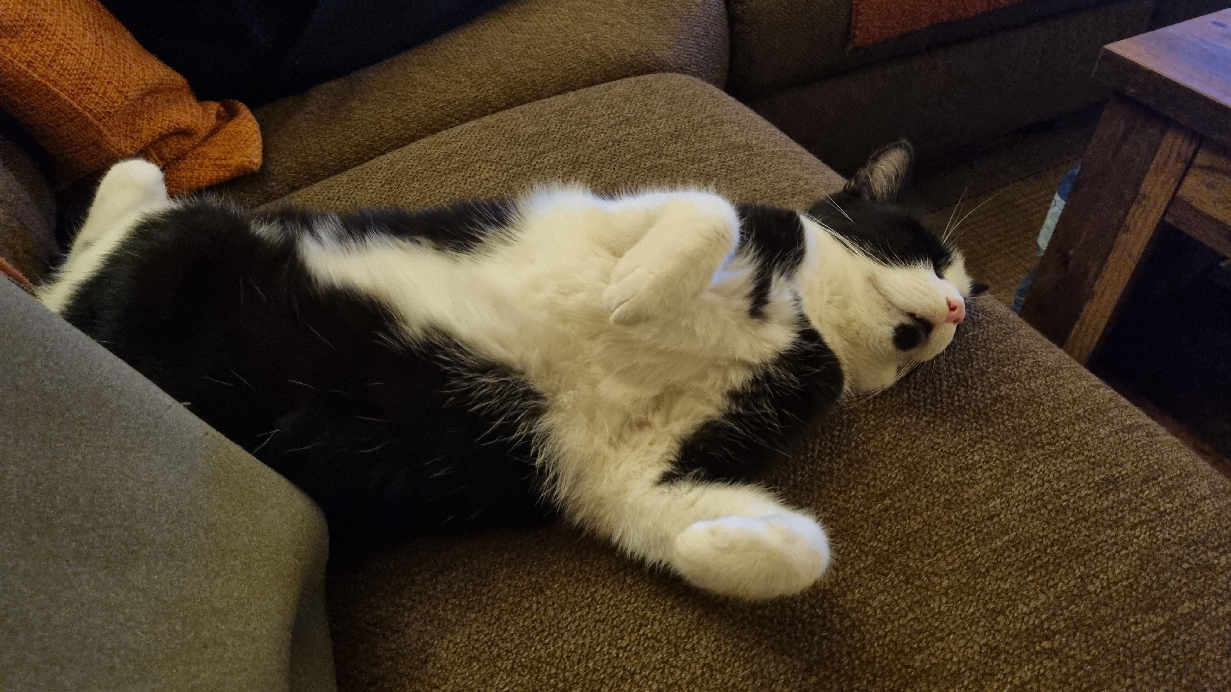 Ellie - 12623, Berlin