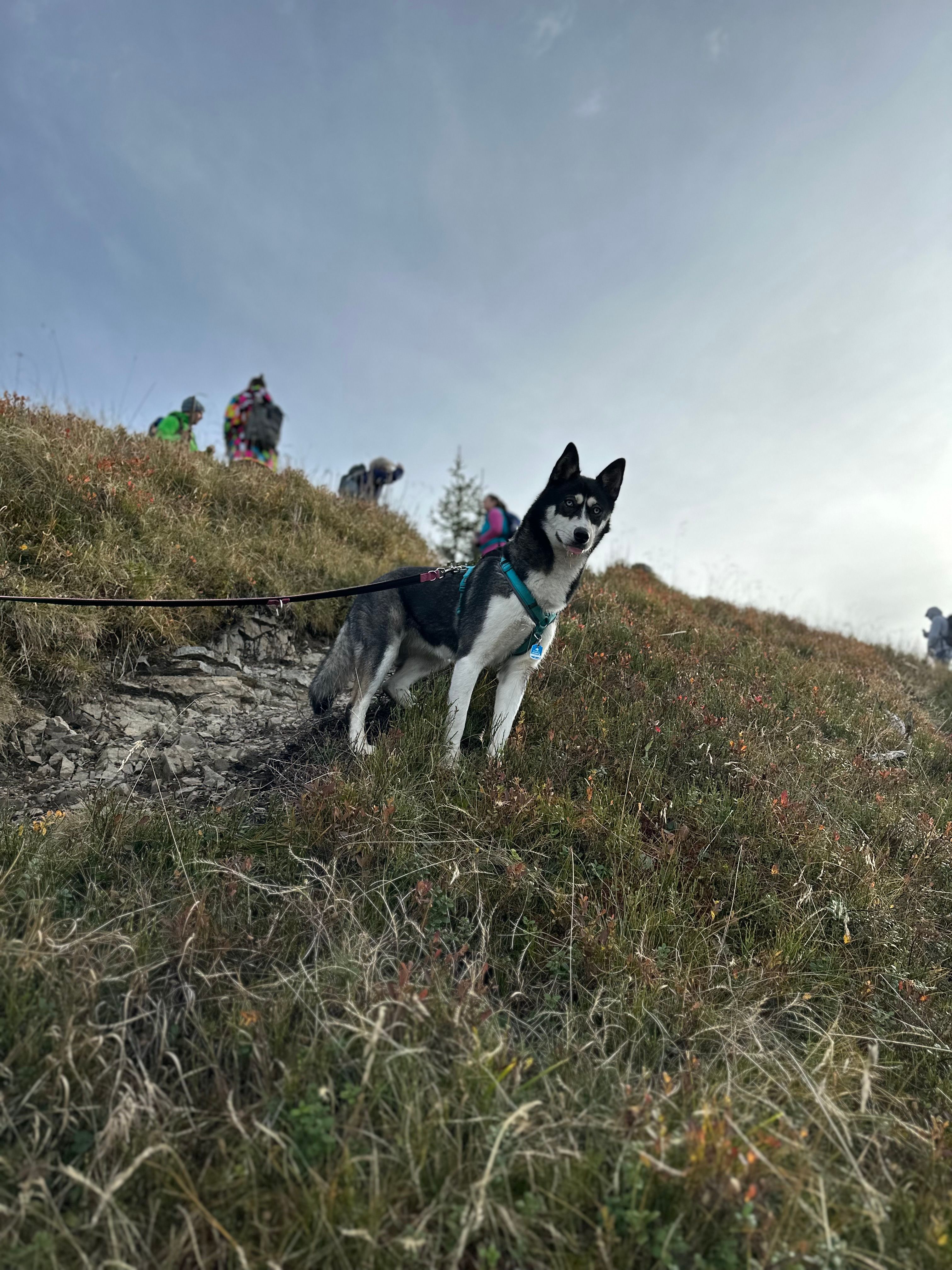 Laika - 34632, Jesberg