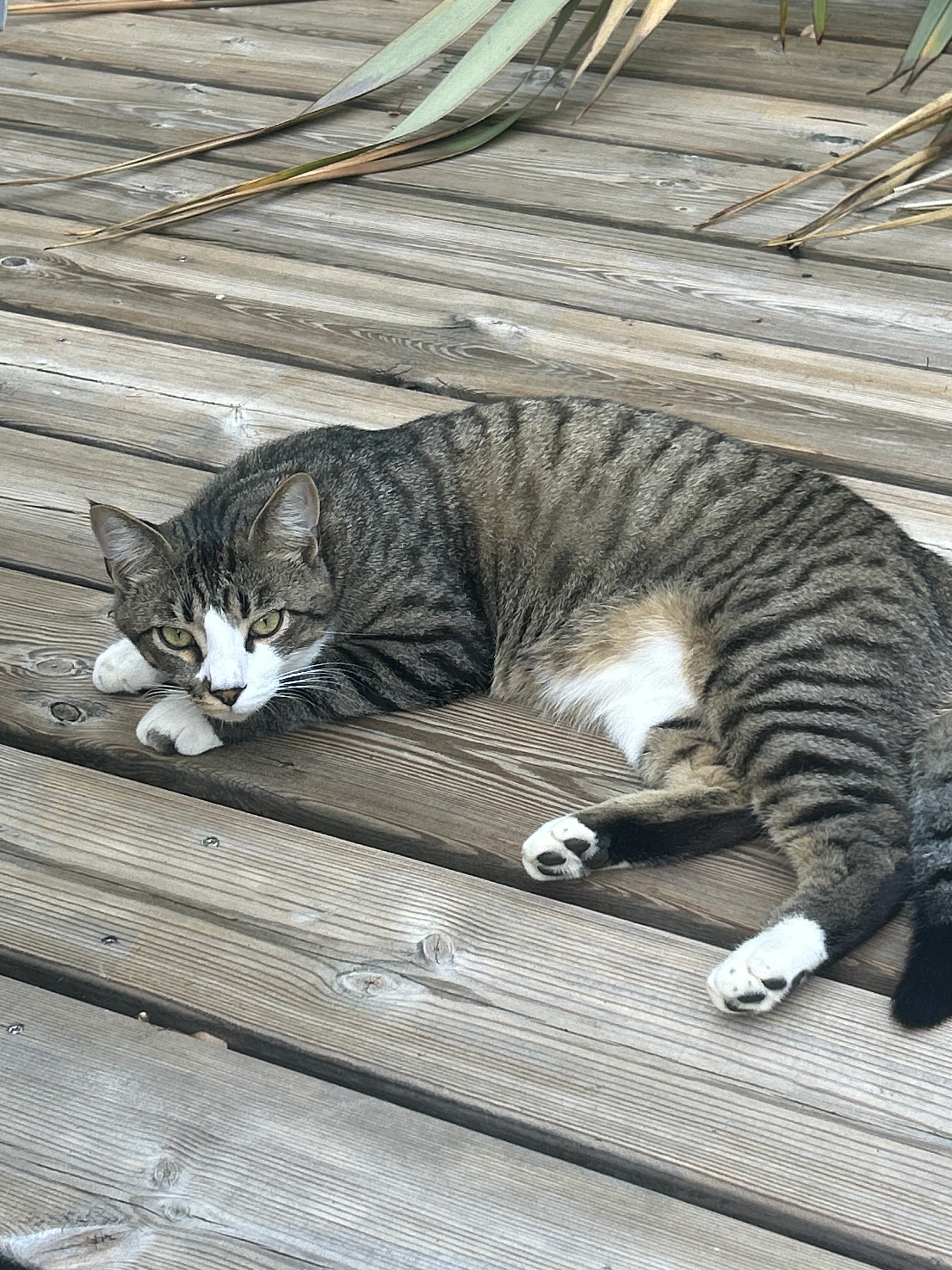 Bigorneau - Allée de la Grand Cour, Grandchamp-des-Fontaines