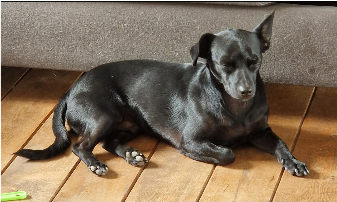 Shadow en Mike - Route D'armissan, Vinassan