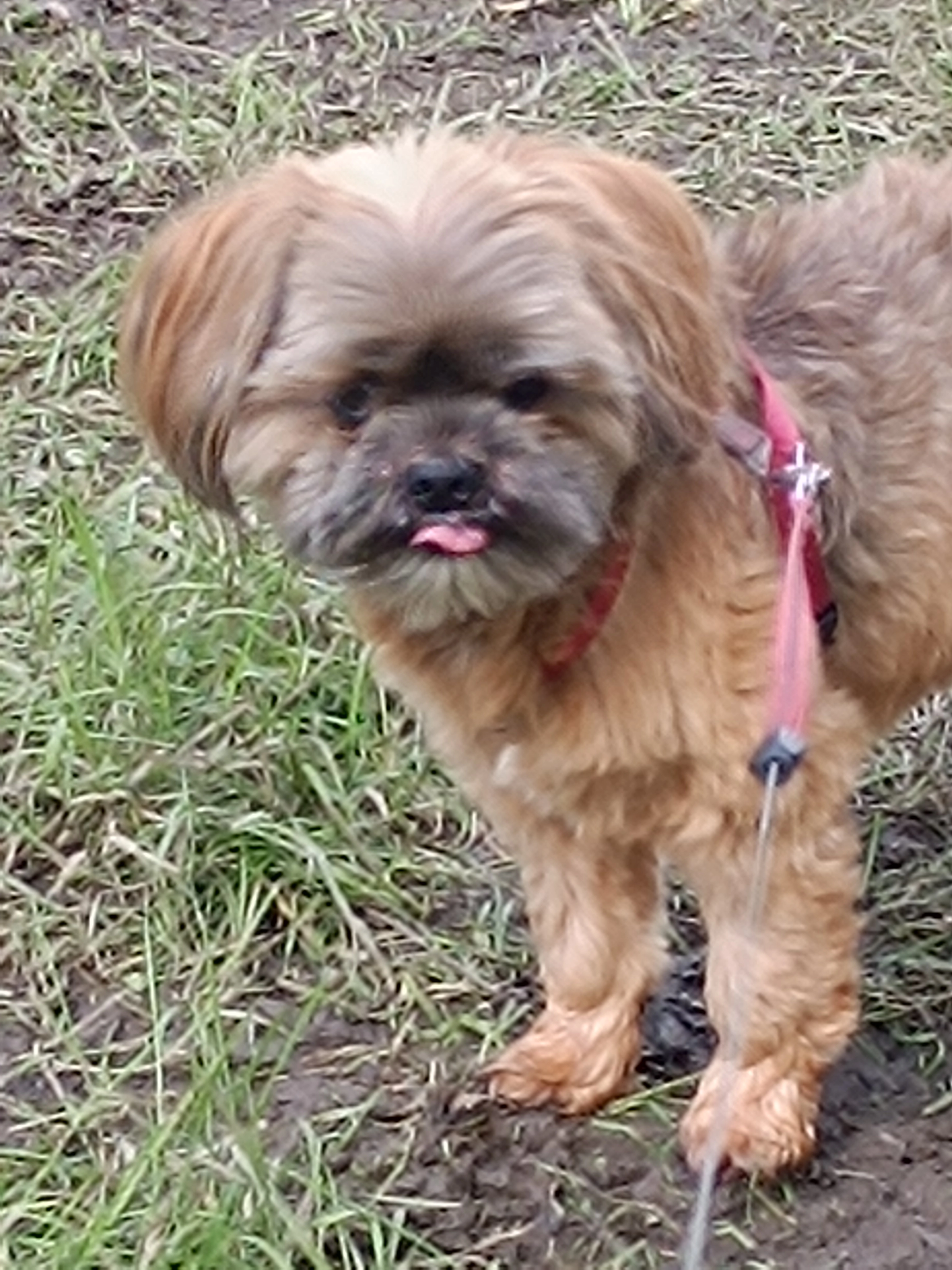 Milou - 114 Rue du Montalieu, Eysines