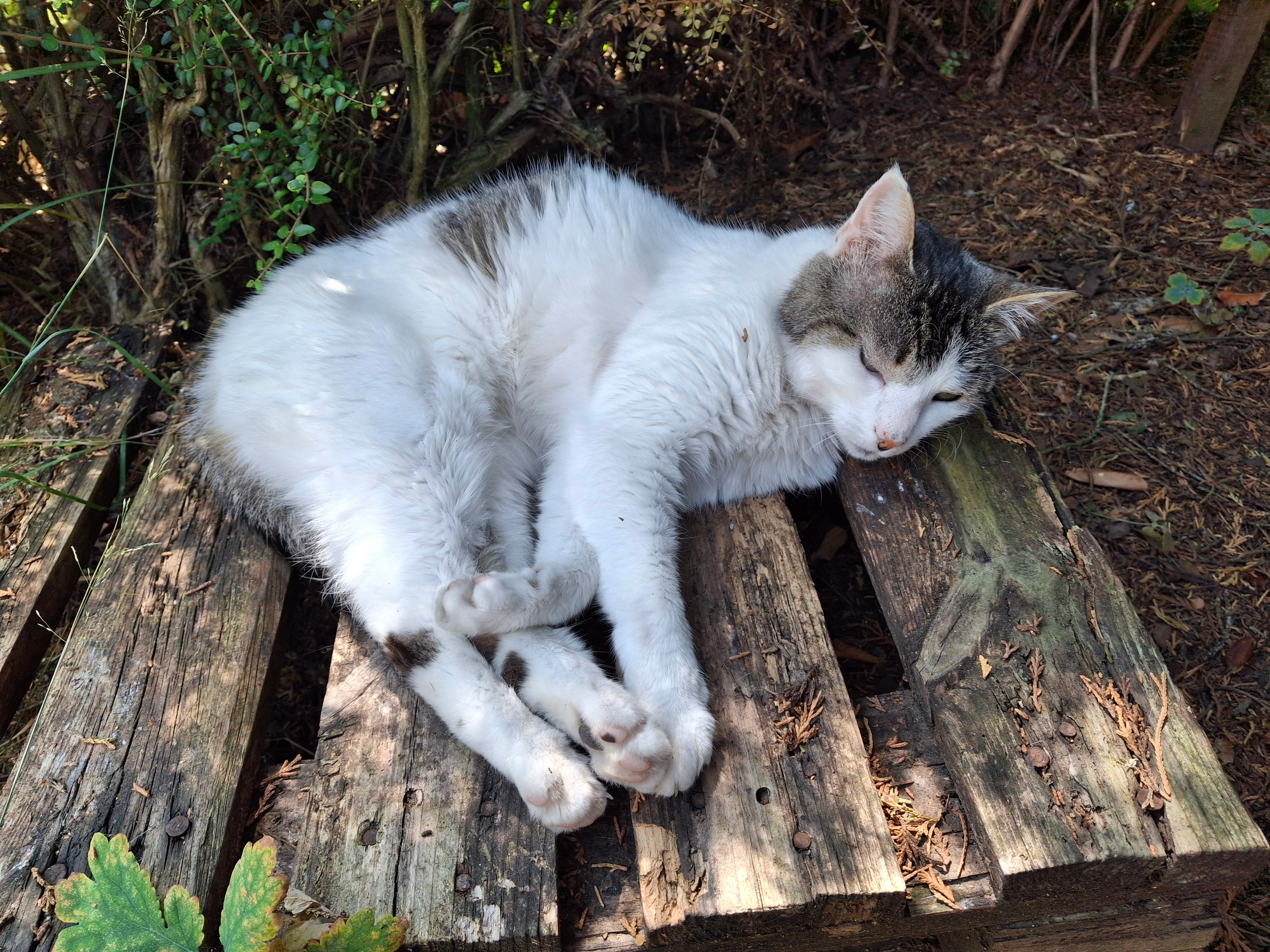 Enzel - 41 Rue du Plessis, Coulaines