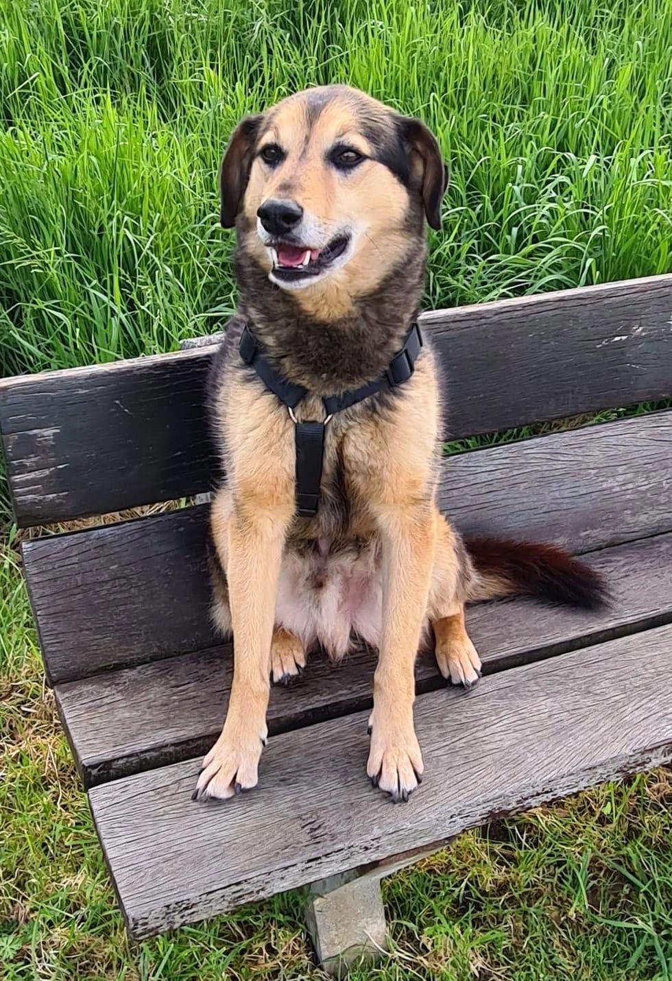 Biscuit - 90 Rue de Luxembourg, Mersch