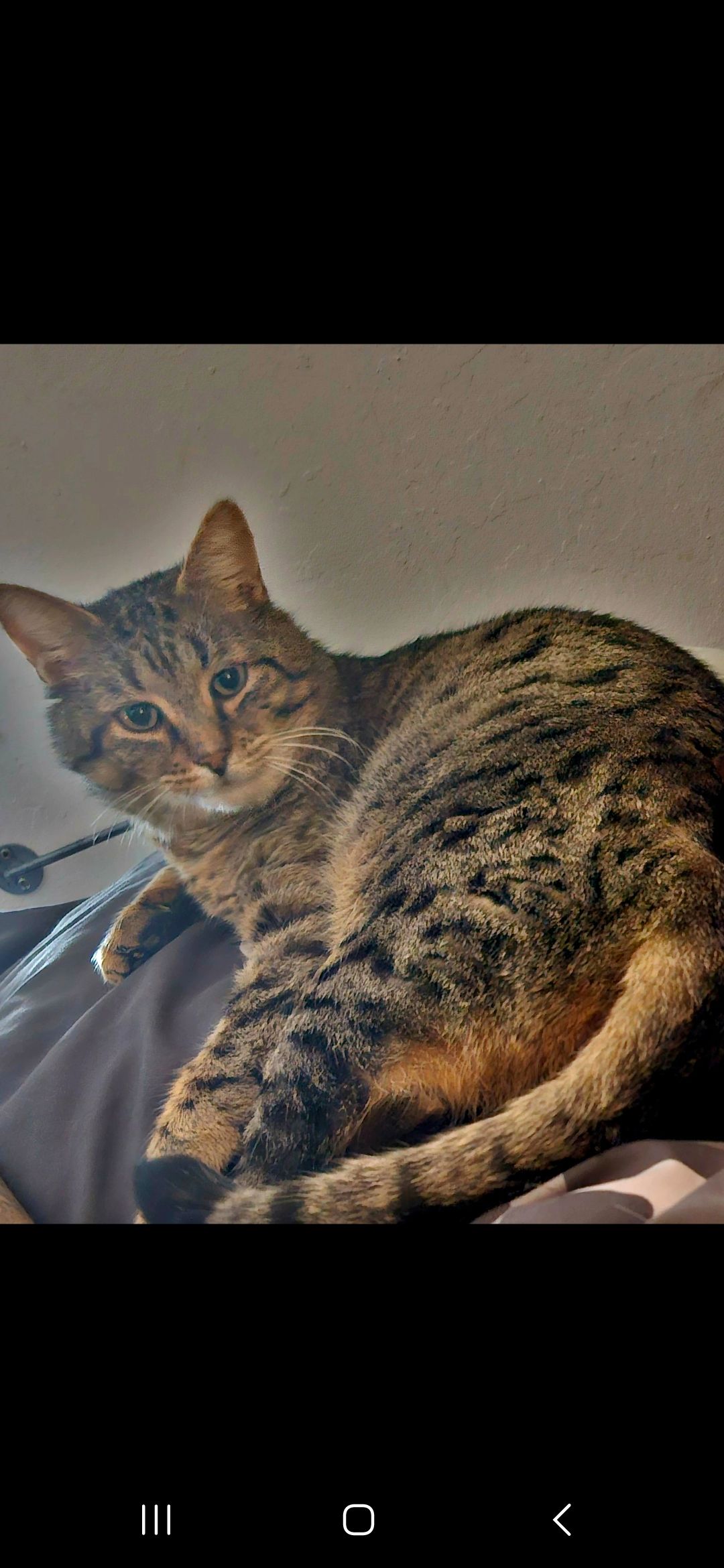 Juno - Hauptstraße, Sippersfeld