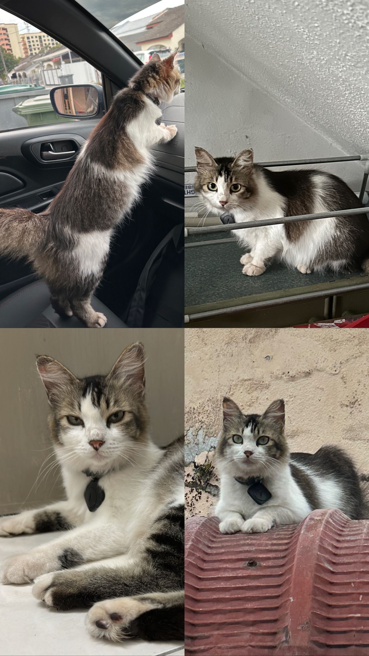 mimi - Jalan Bukit Beruang Utama 4, Batu Berendam