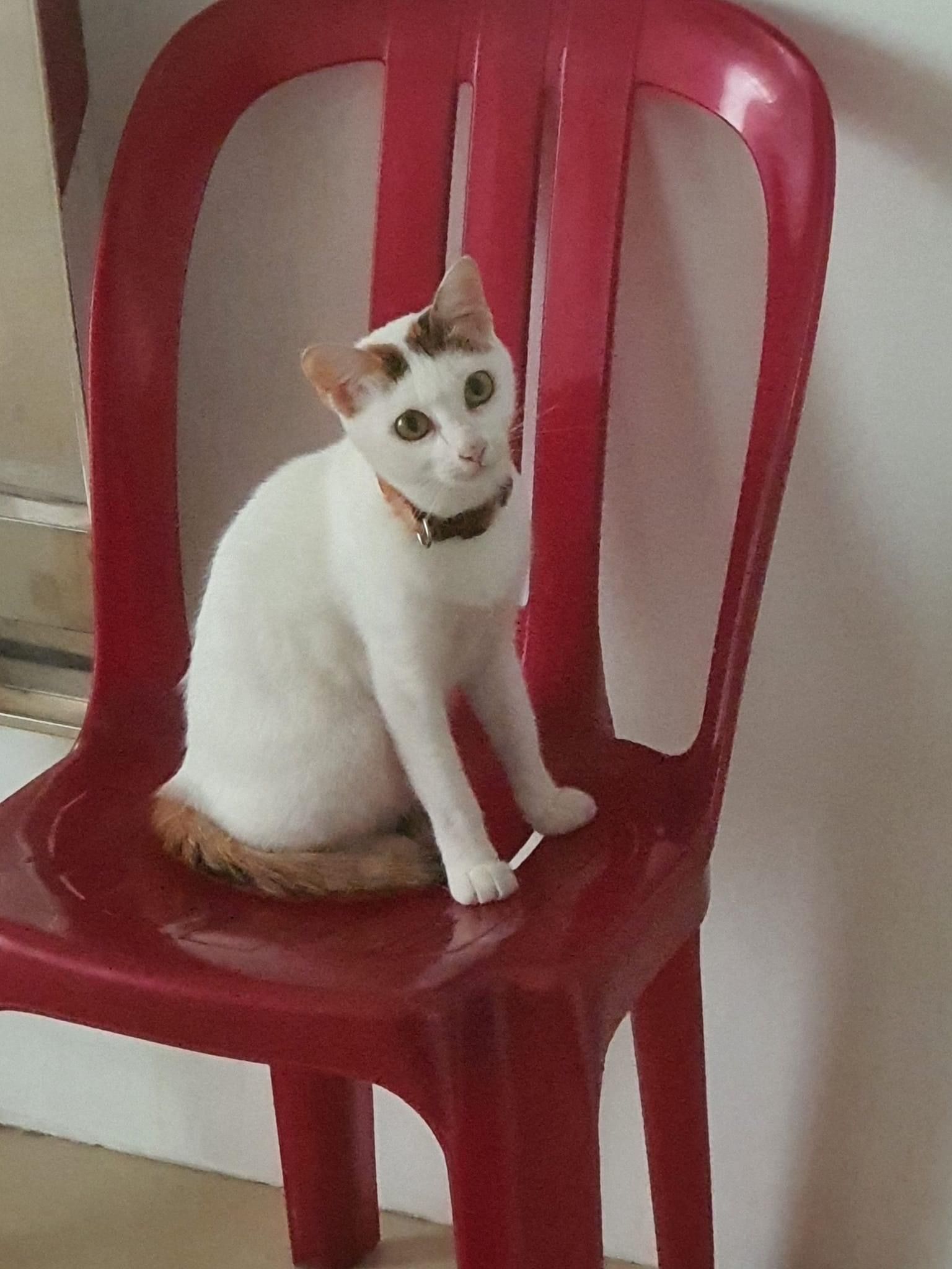 Mimi - ផ្សាស្ទឹងមានជ័យចាស់, old Steungmeanchey market , Phnom Penh