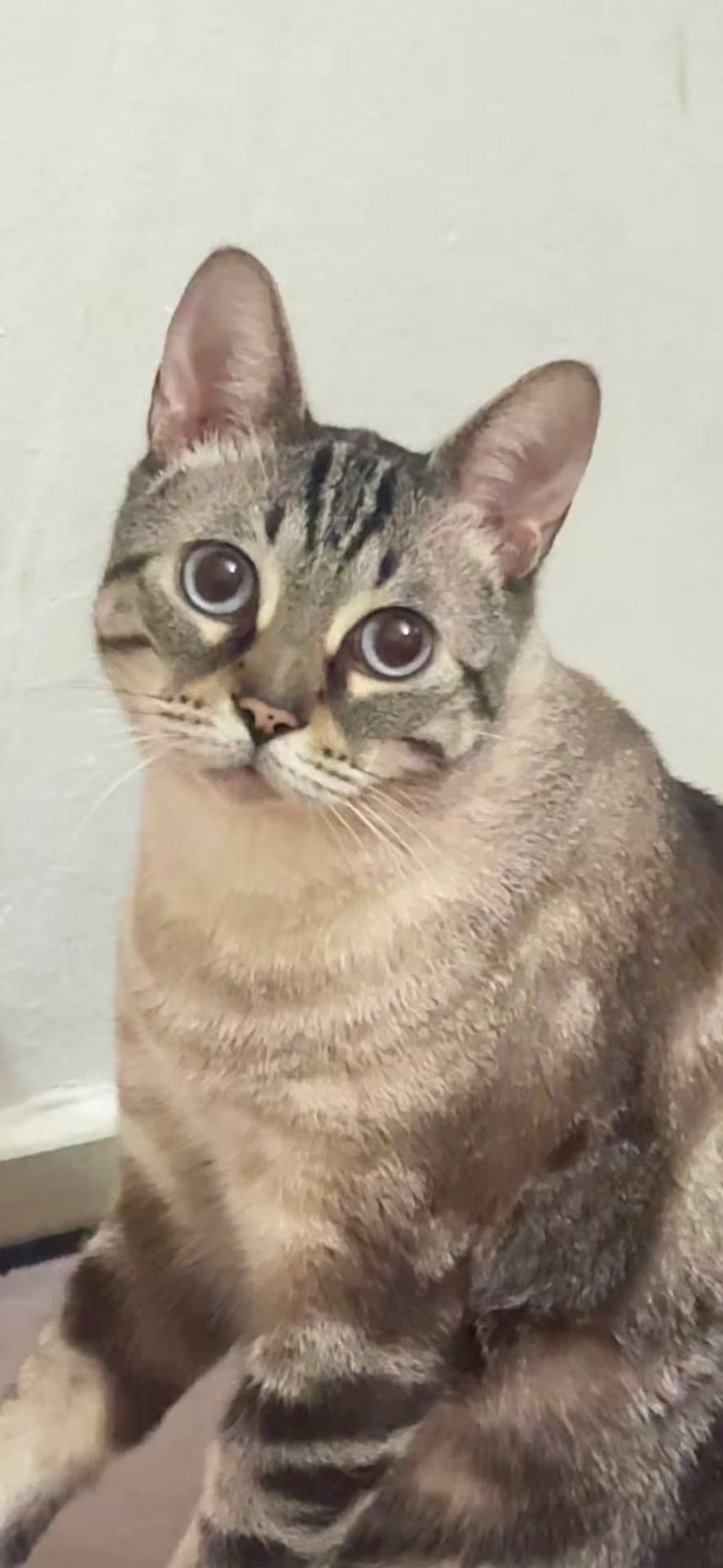 Chen - 08290, Cerdanyola del Vallès