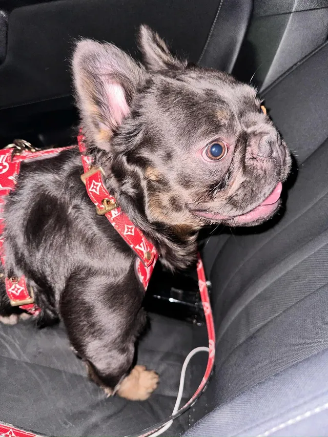 Stitch - West Yuma Street, Avondale