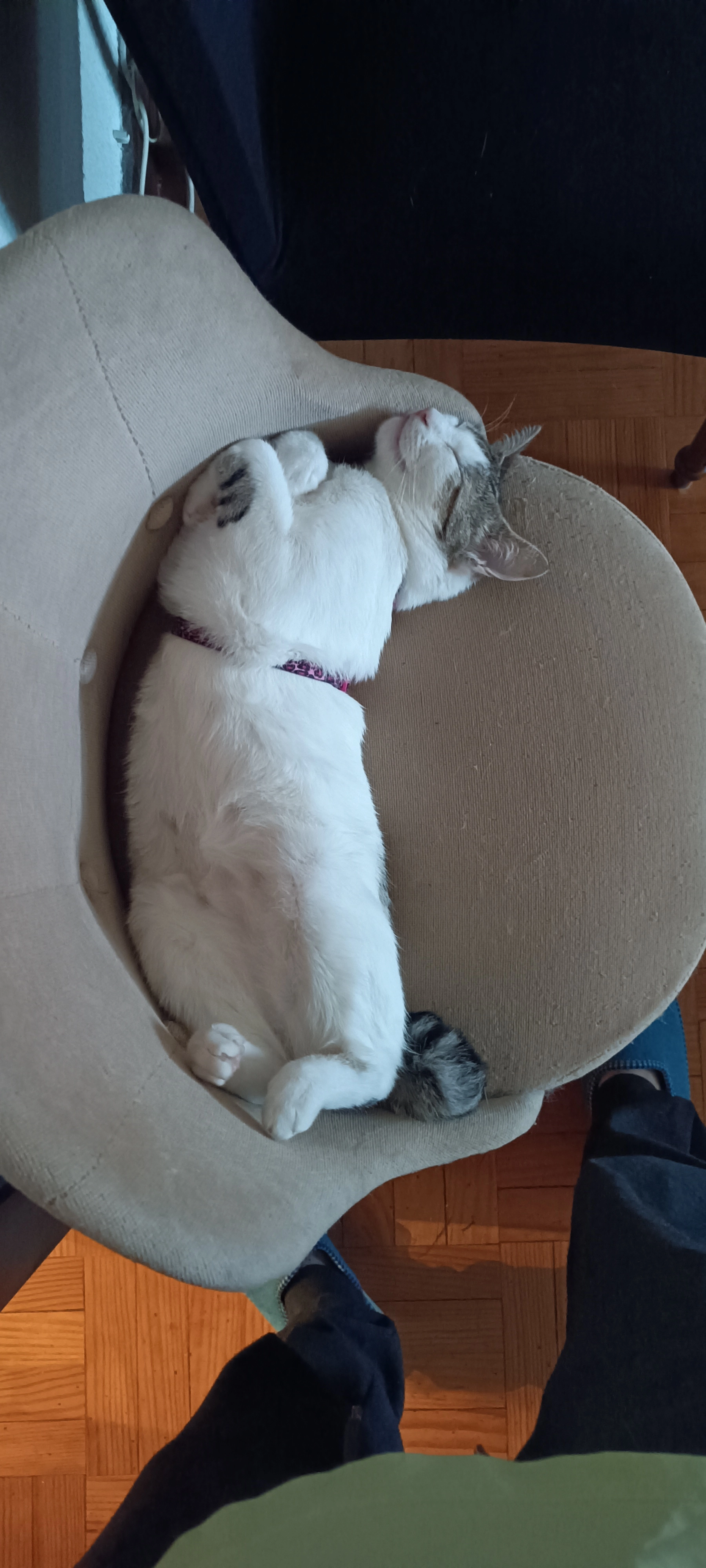 Mia - Calle Uharte Arakil, Pamplona