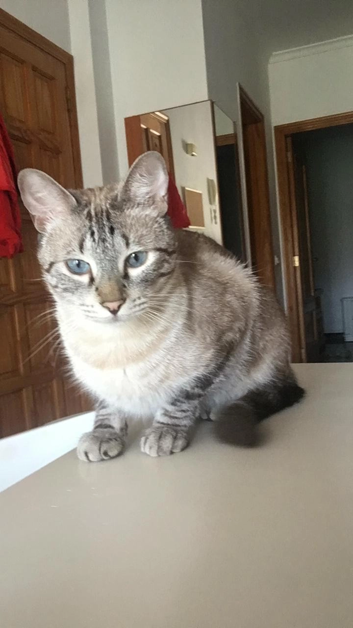 Amedio - Calle de Gonzalo Torrente Ballester, Vigo