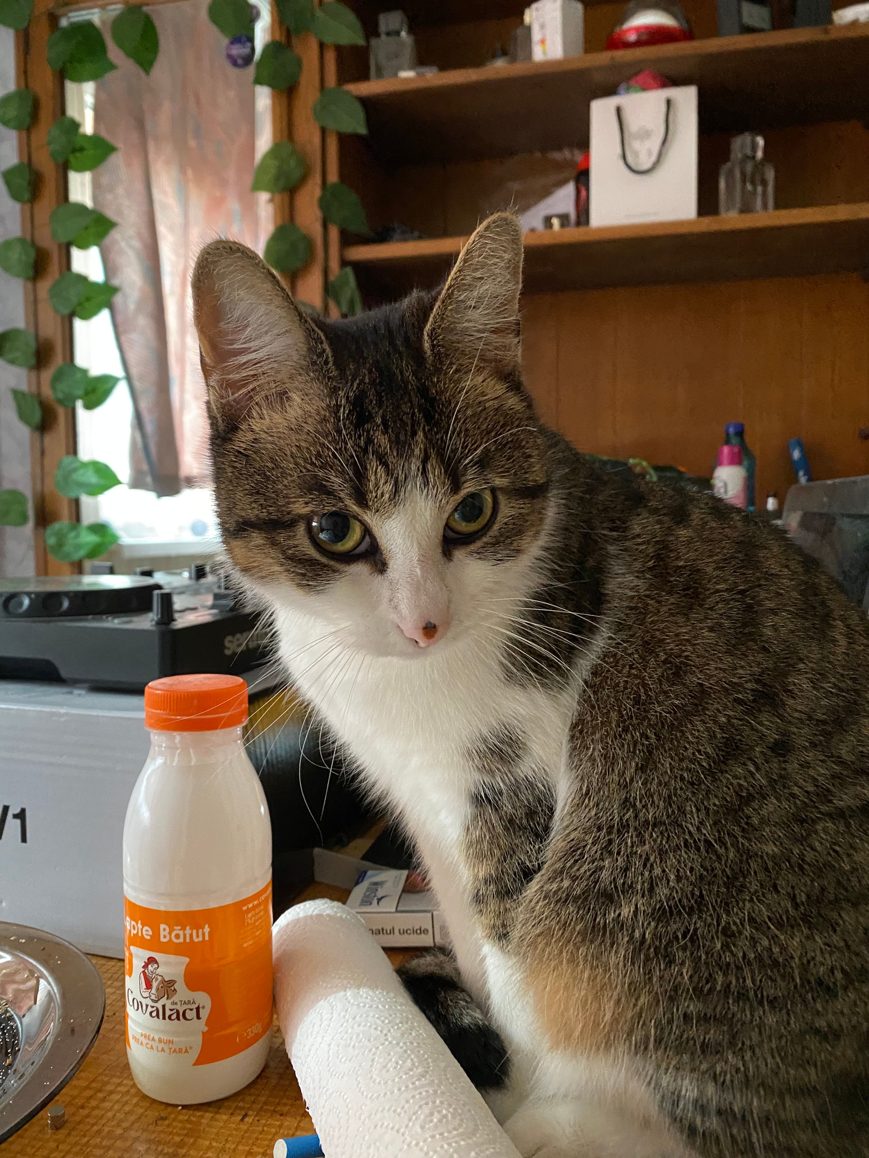 Bot - Strada Mehedinți, Cluj-Napoca