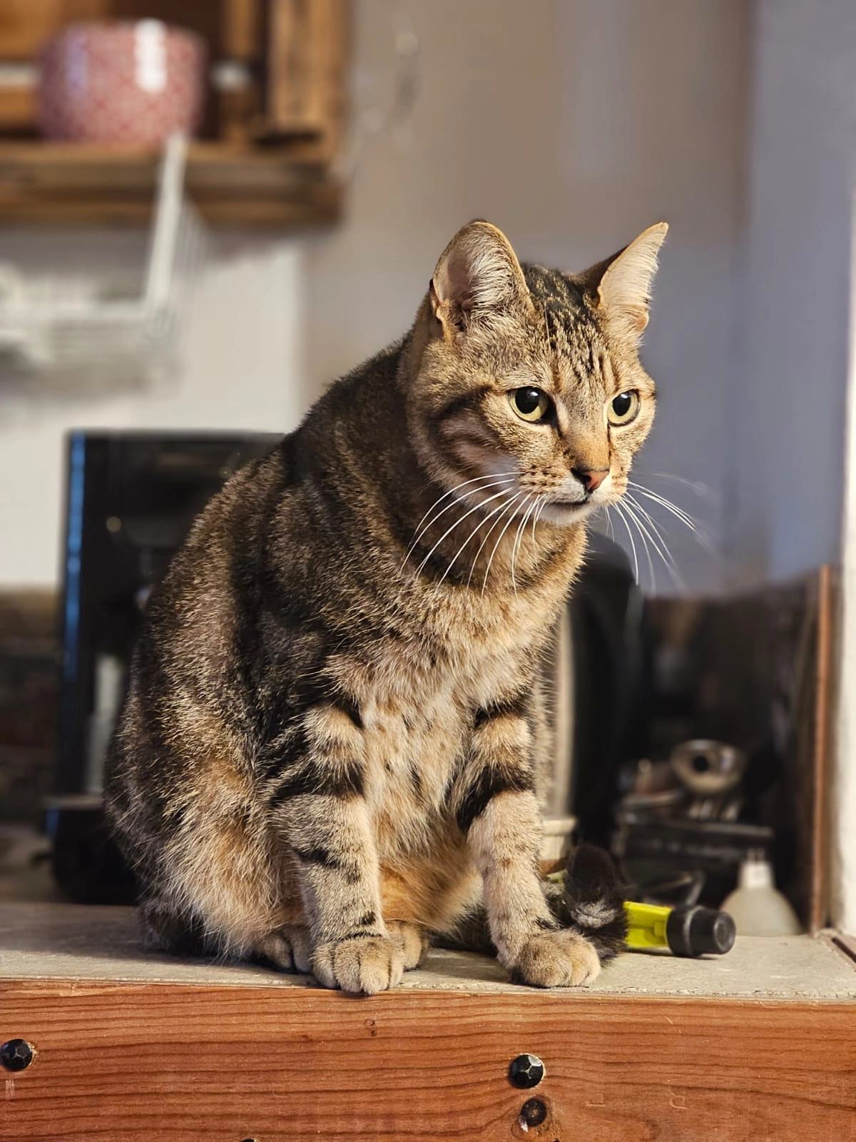 Oréo  - 44 Rue des Chanterelles, Saint-Orens-de-Gameville