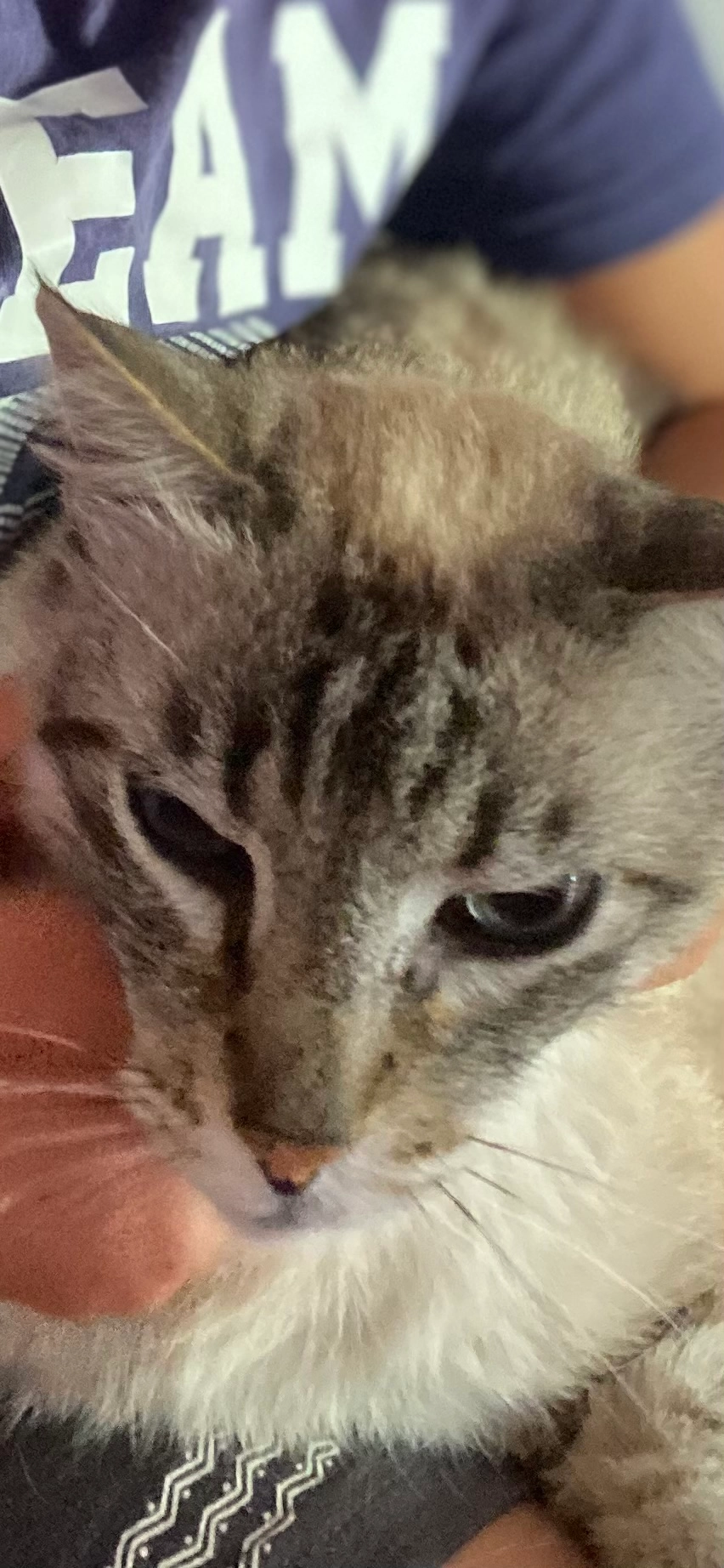 Ratatouille  - Impasse des Amandiers, Pont-de-Barret