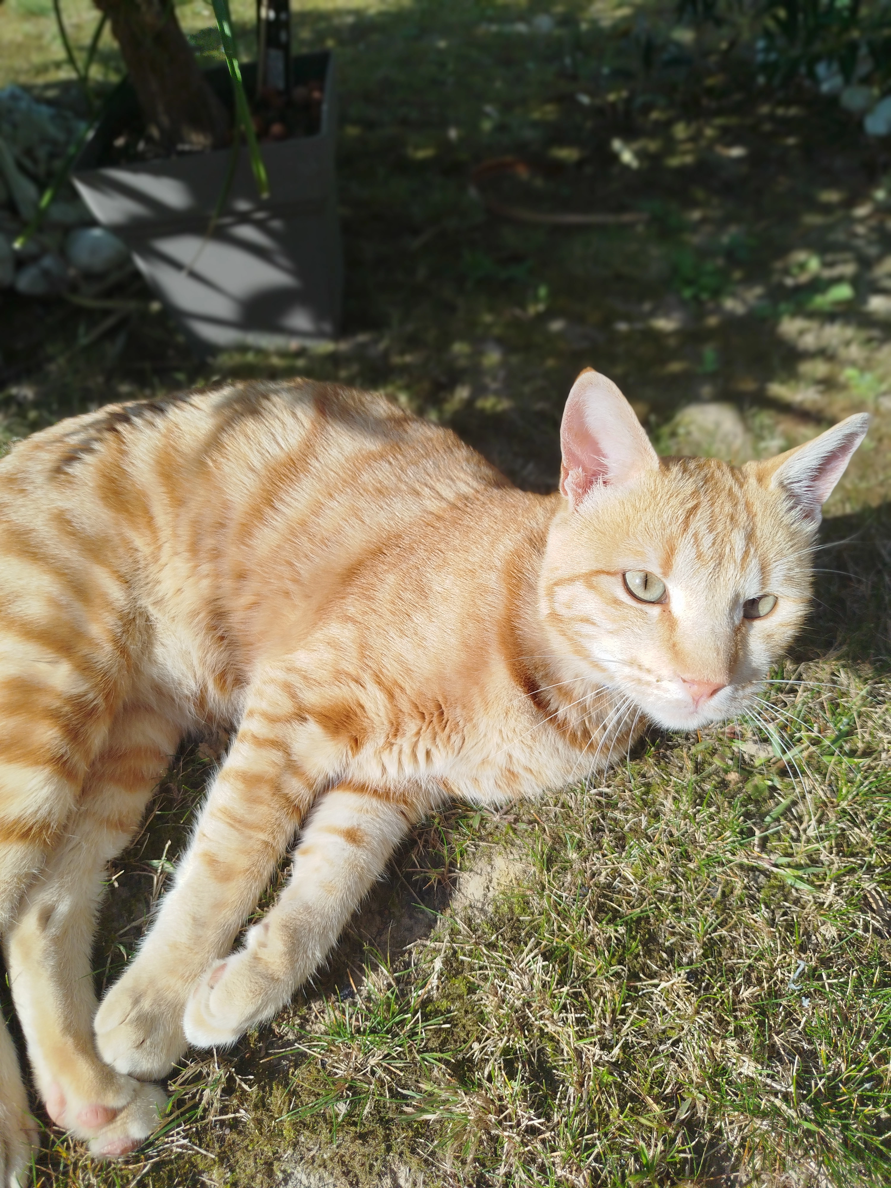Rouky - Rue De La Plage De La Boutinardière, Pornic