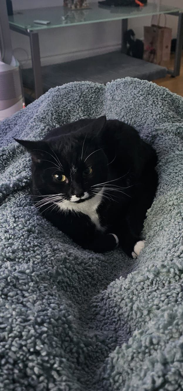 Socks - White Furrows, Nottingham