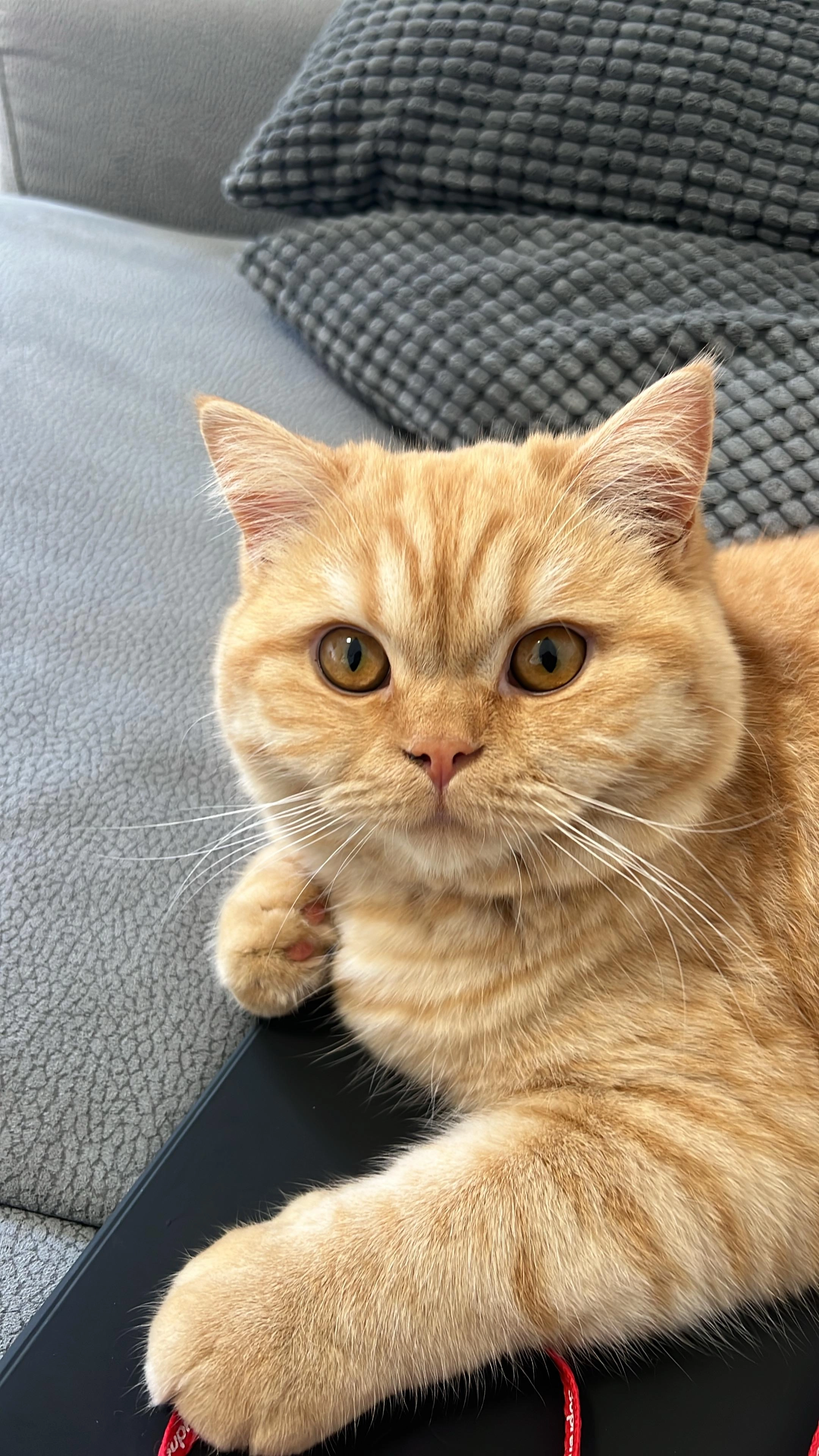 Milo - Pulvermühlestrasse, Chur