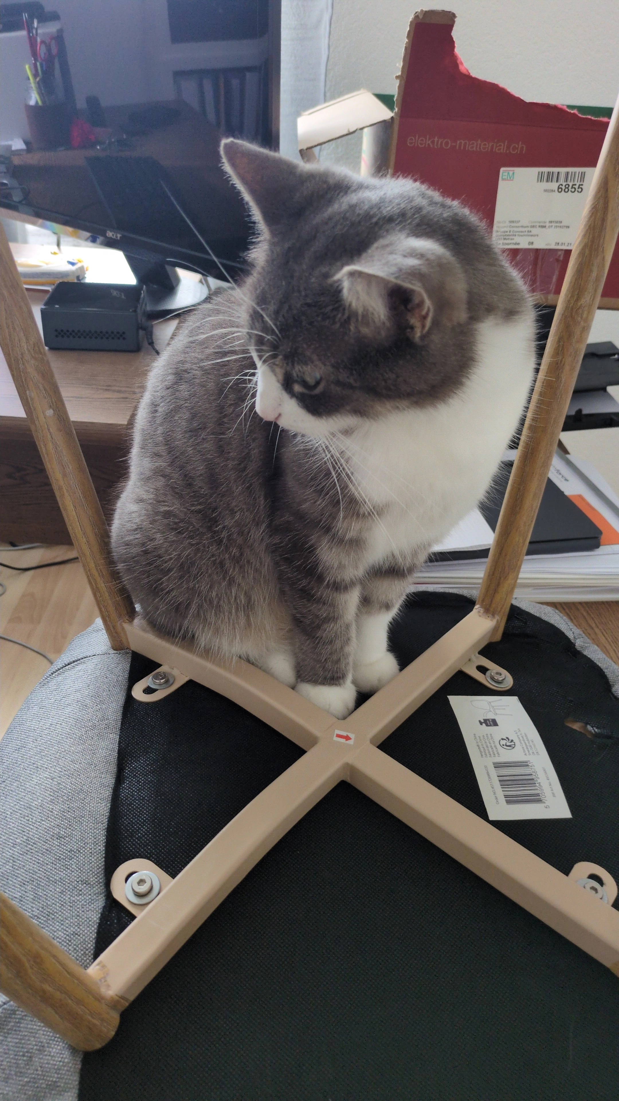 Grisouille - Rue du Pavement 22, Payerne