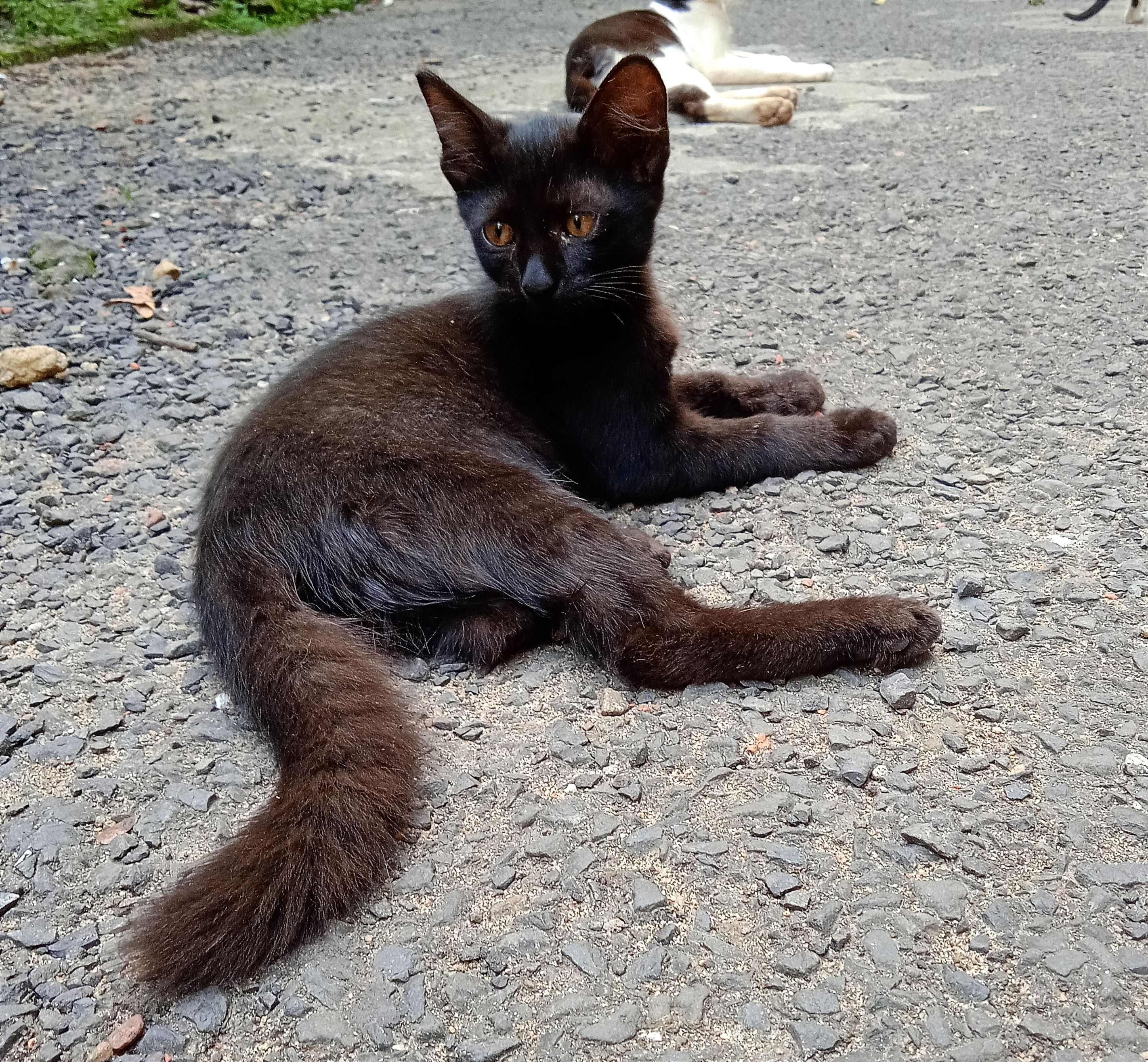 Kelu - Siddhinath Chatterjee Road, Behala