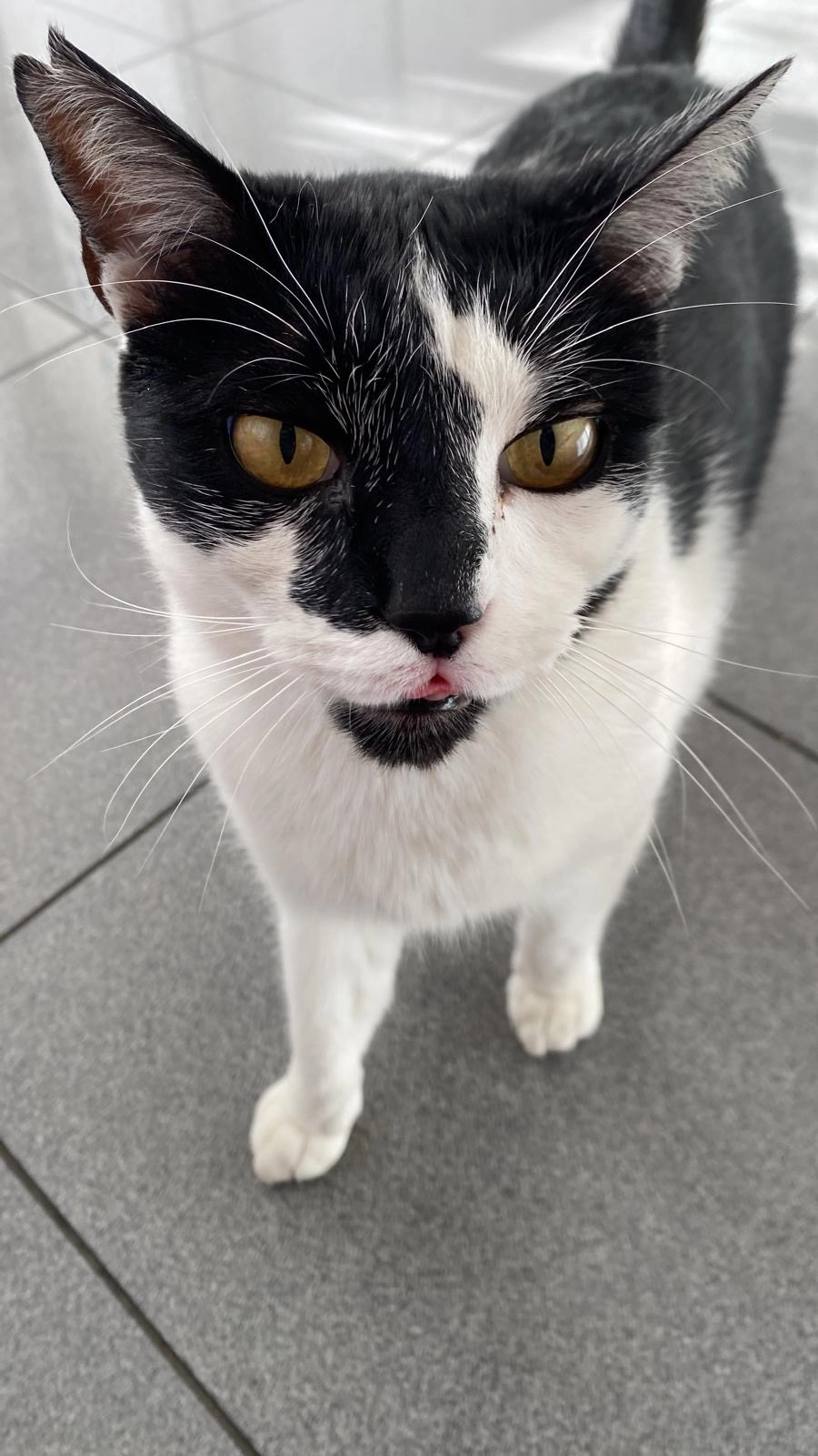 Golfi - Avenida de Santa Marina 60, Vigo