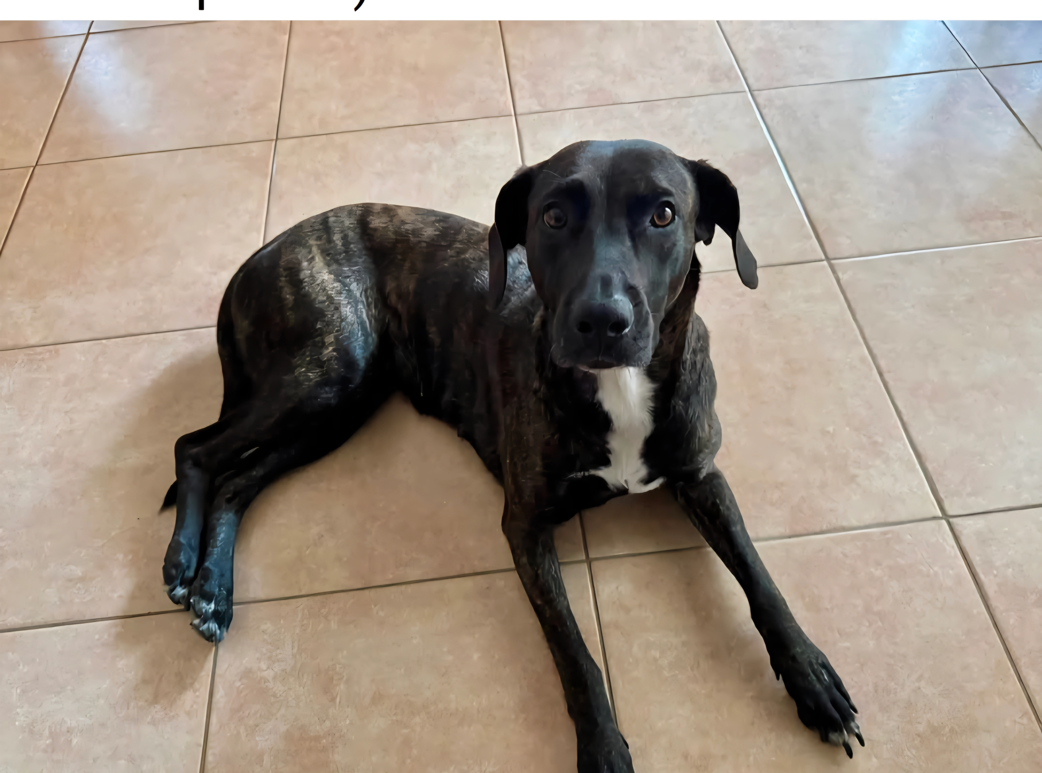 frida - Carretera de Llagostera, Tossa de Mar